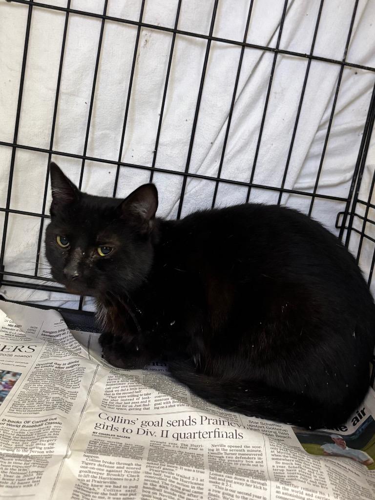 Enlarge Latte, a Adoptable Domestic Short Hair in Sorrento, LA image 4/4