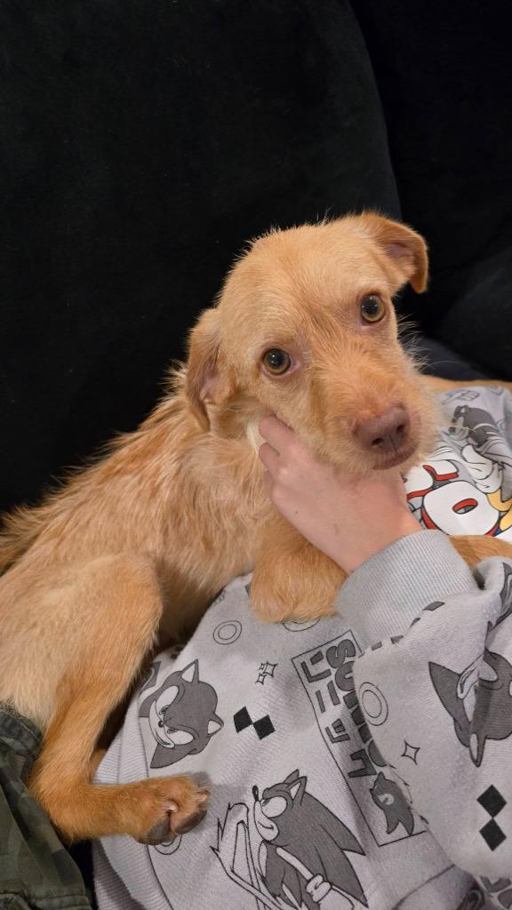 Enlarge Koby, a Adoptable Terrier in Mesa, AZ image 1/2