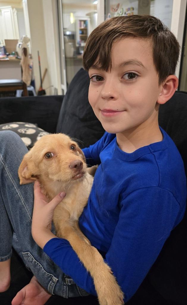 Enlarge Koby, a Adoptable Terrier in Mesa, AZ image 2/2