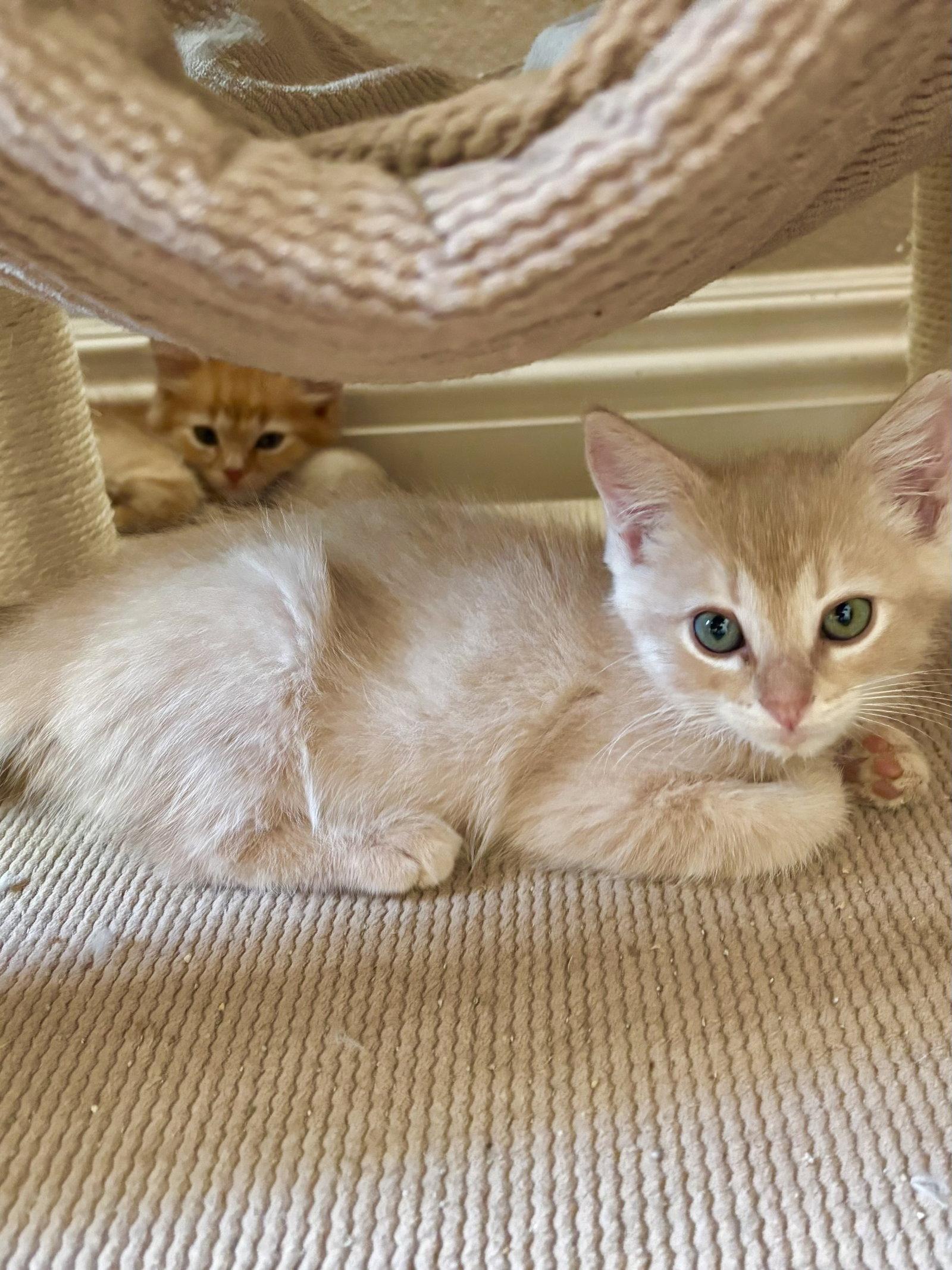 Limestone, a Adoptable mixed breed in Laguna Niguel, CA image 1/2