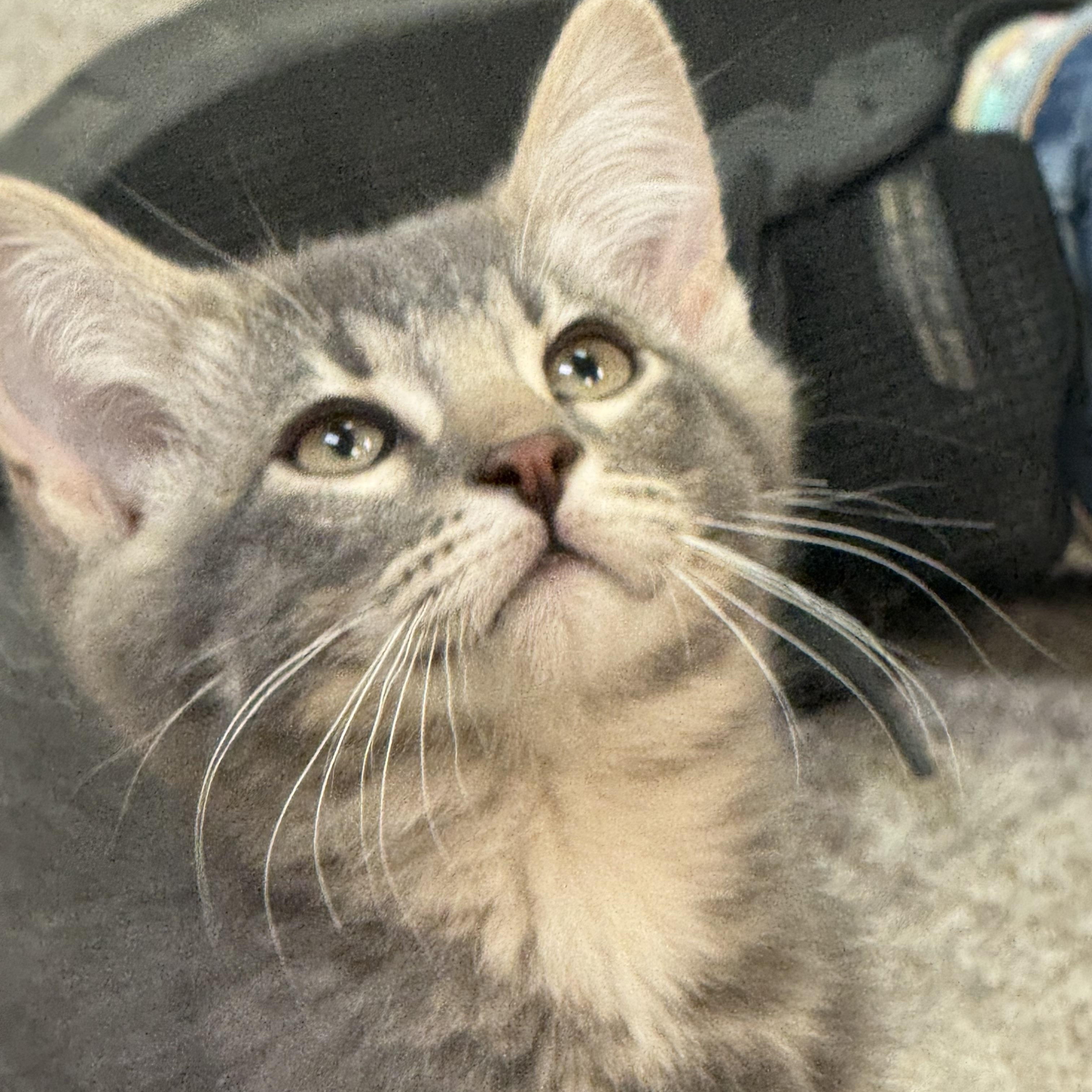 Dusty, an adoptable Domestic Short Hair in Pocatello, ID image 6/6