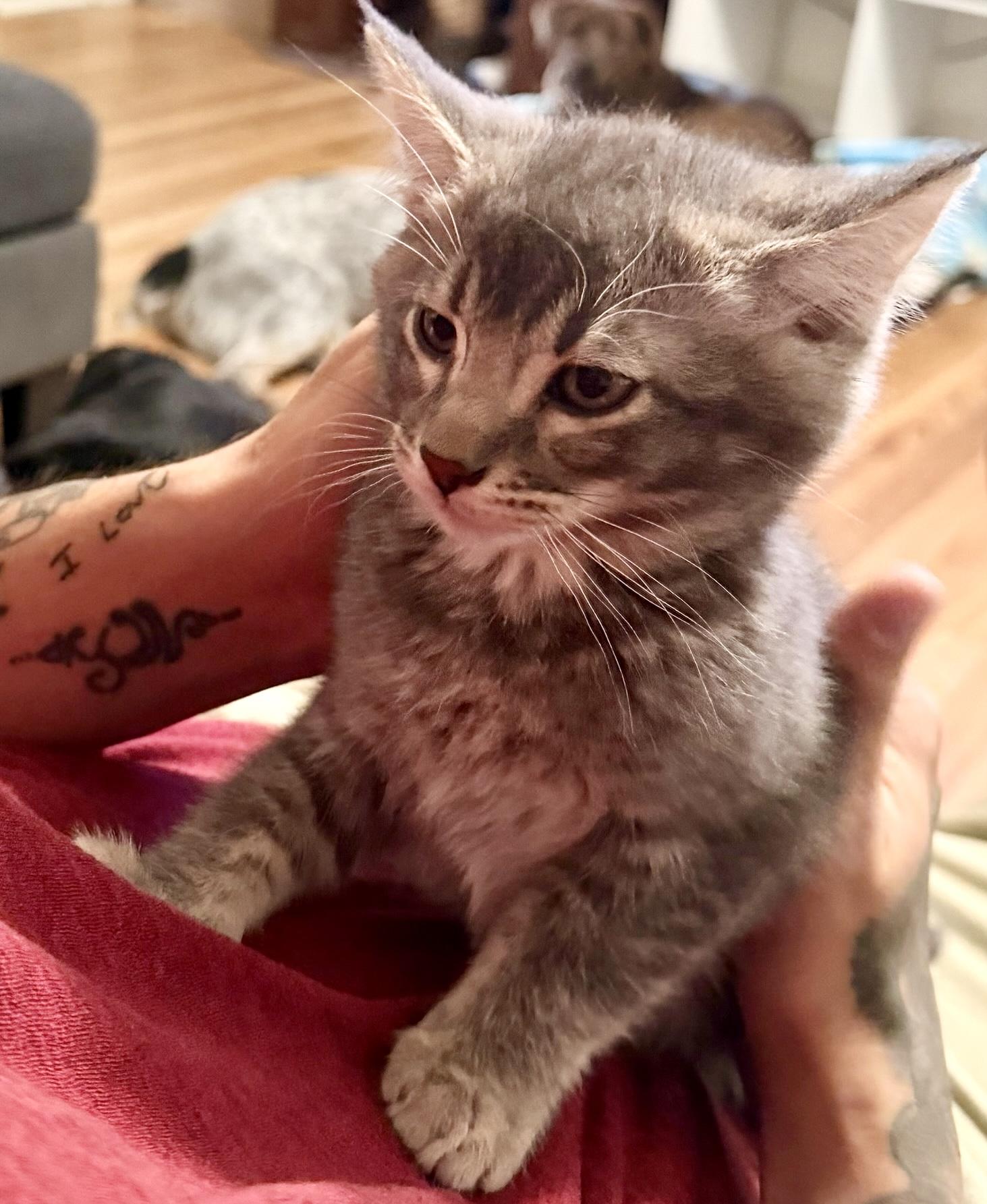 Dusty, an adoptable Domestic Short Hair in Pocatello, ID image 3/6