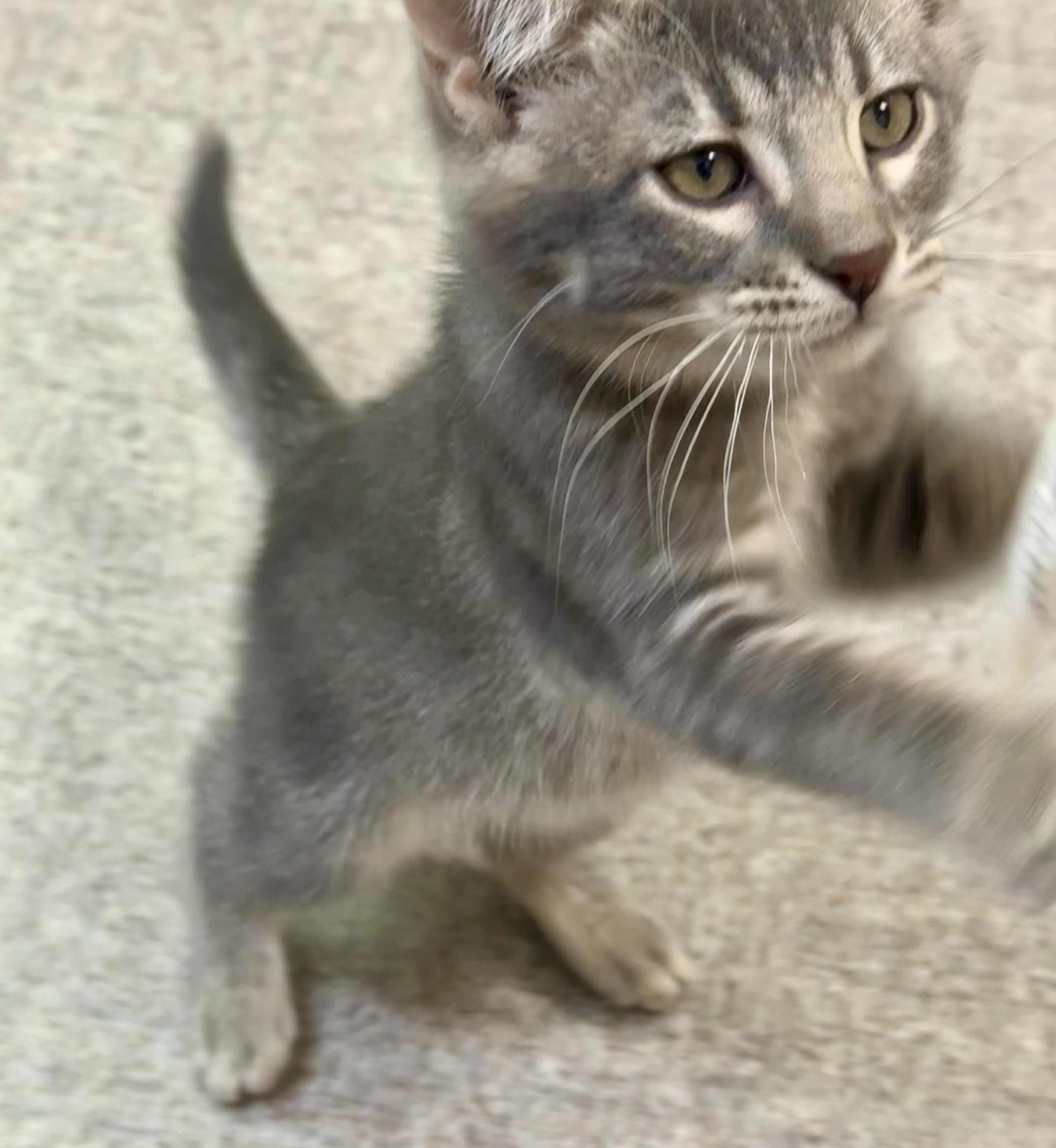 Dusty, an adoptable Domestic Short Hair in Pocatello, ID image 5/6