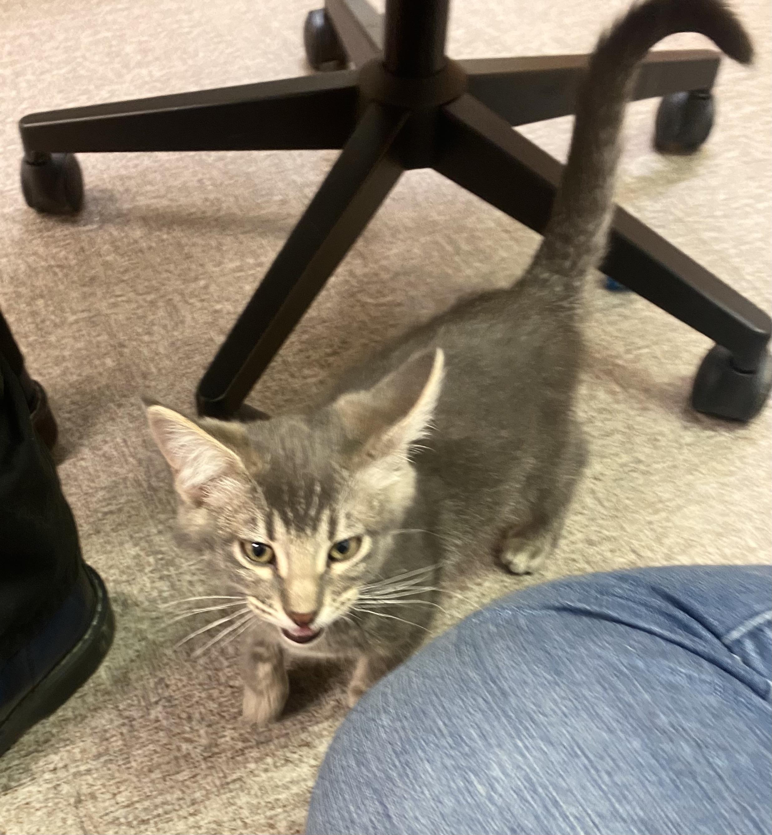 Dusty, an adoptable Domestic Short Hair in Pocatello, ID image 2/6