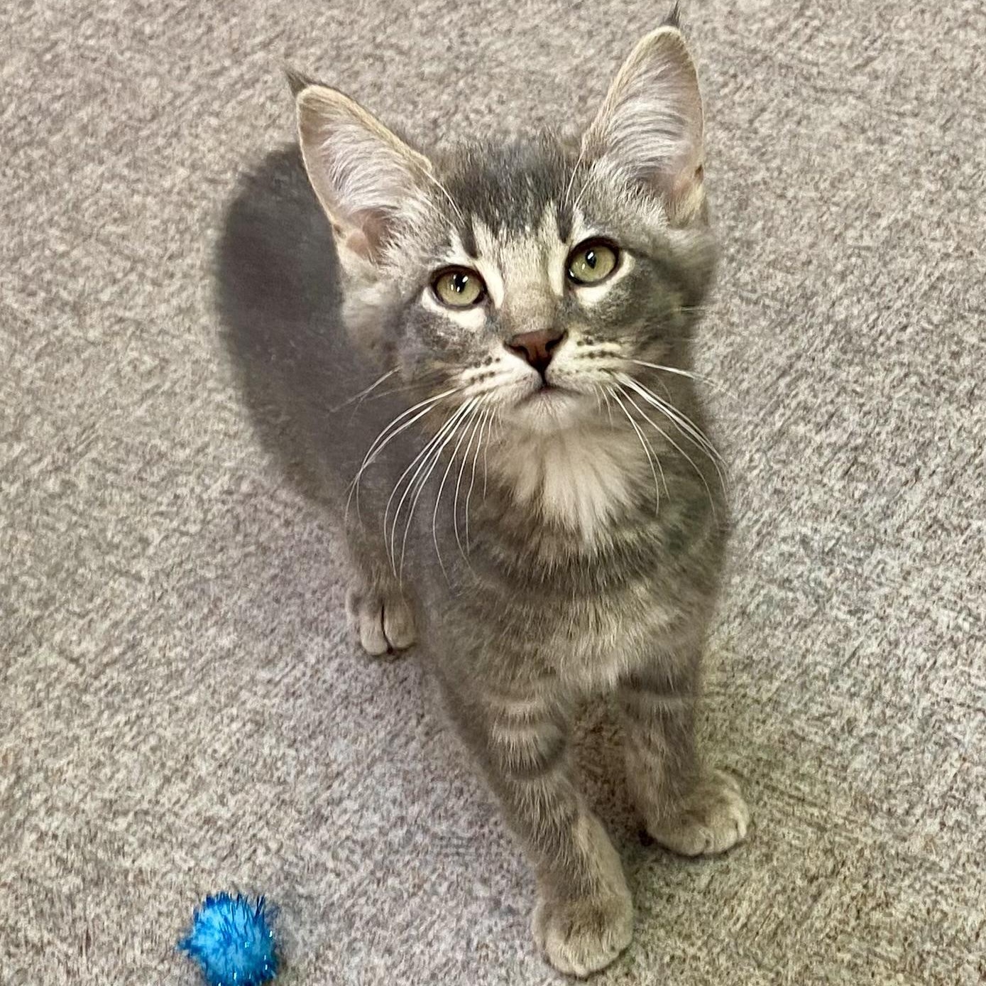 Dusty, adoptable, Kitten Male Domestic Short Hair.