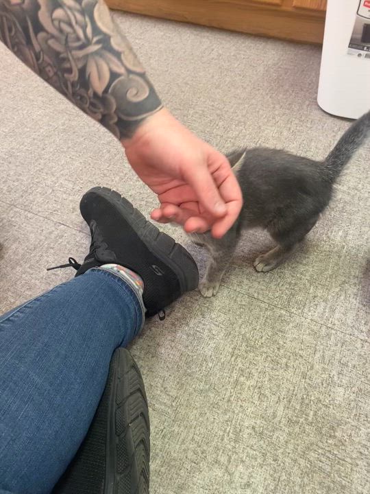 Enlarge Dusty, an adoptable Domestic Short Hair in Pocatello, ID video 4/6