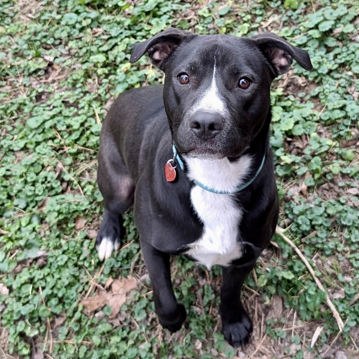 Enlarge Rainy, a Adoptable Mixed Breed in Southaven , MS image 2/6