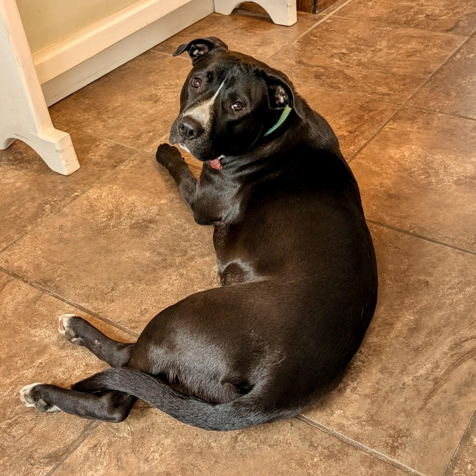 Enlarge Rainy, a Adoptable Mixed Breed in Southaven , MS image 3/6