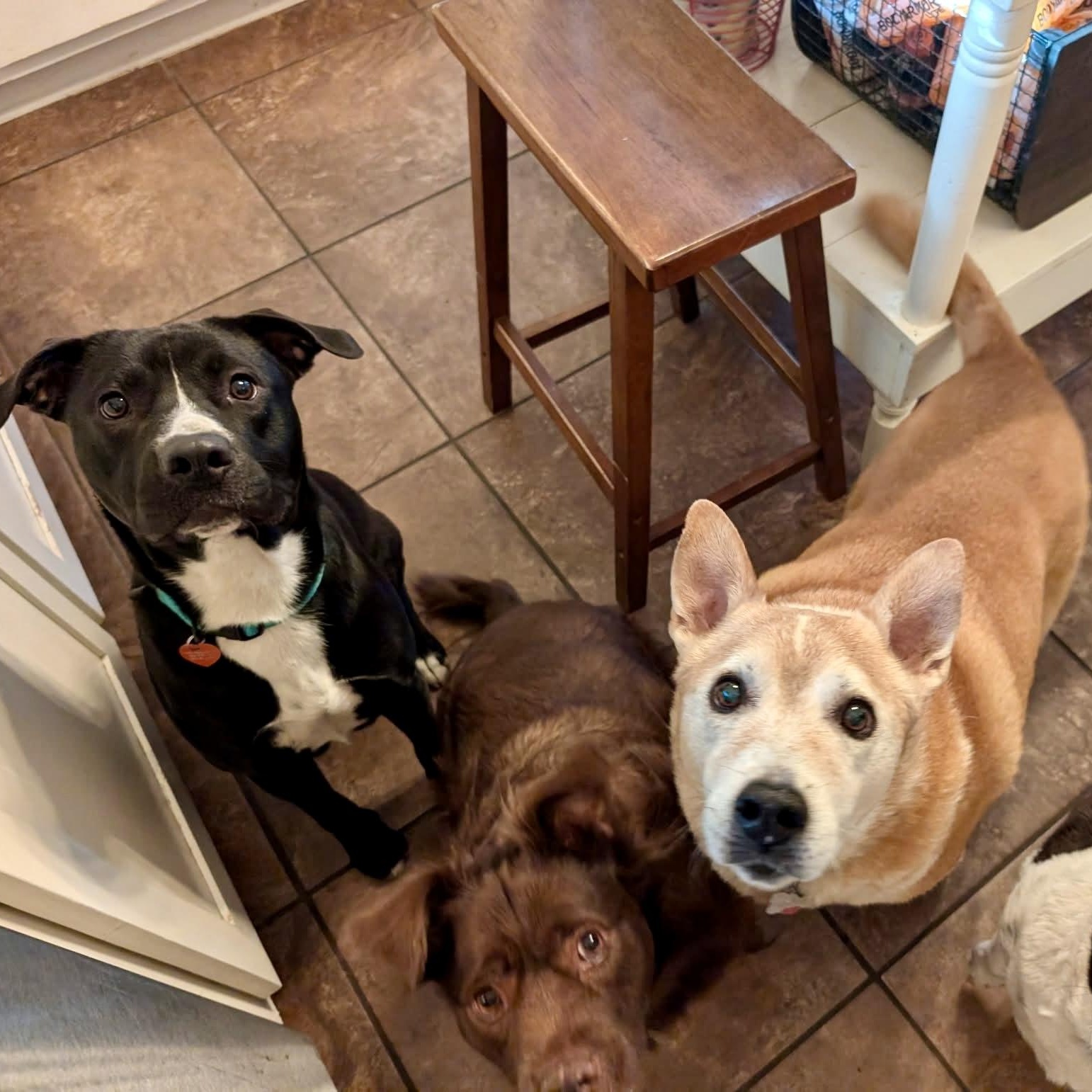 Enlarge Rainy, a Adoptable Mixed Breed in Southaven , MS image 4/6