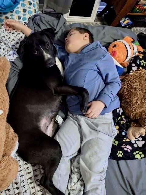 Enlarge Rainy, a Adoptable Mixed Breed in Southaven , MS image 5/6