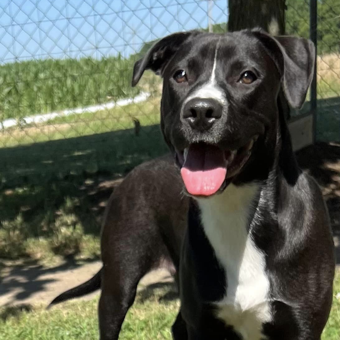 Enlarge Rainy, a Adoptable Mixed Breed in Southaven , MS image 6/6