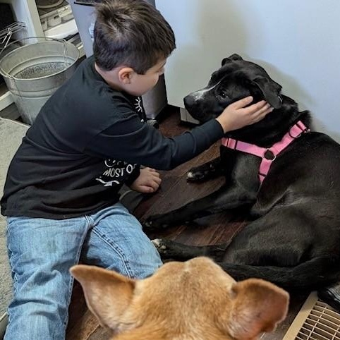 Rainy, Adoptable, Young Female Mixed Breed.