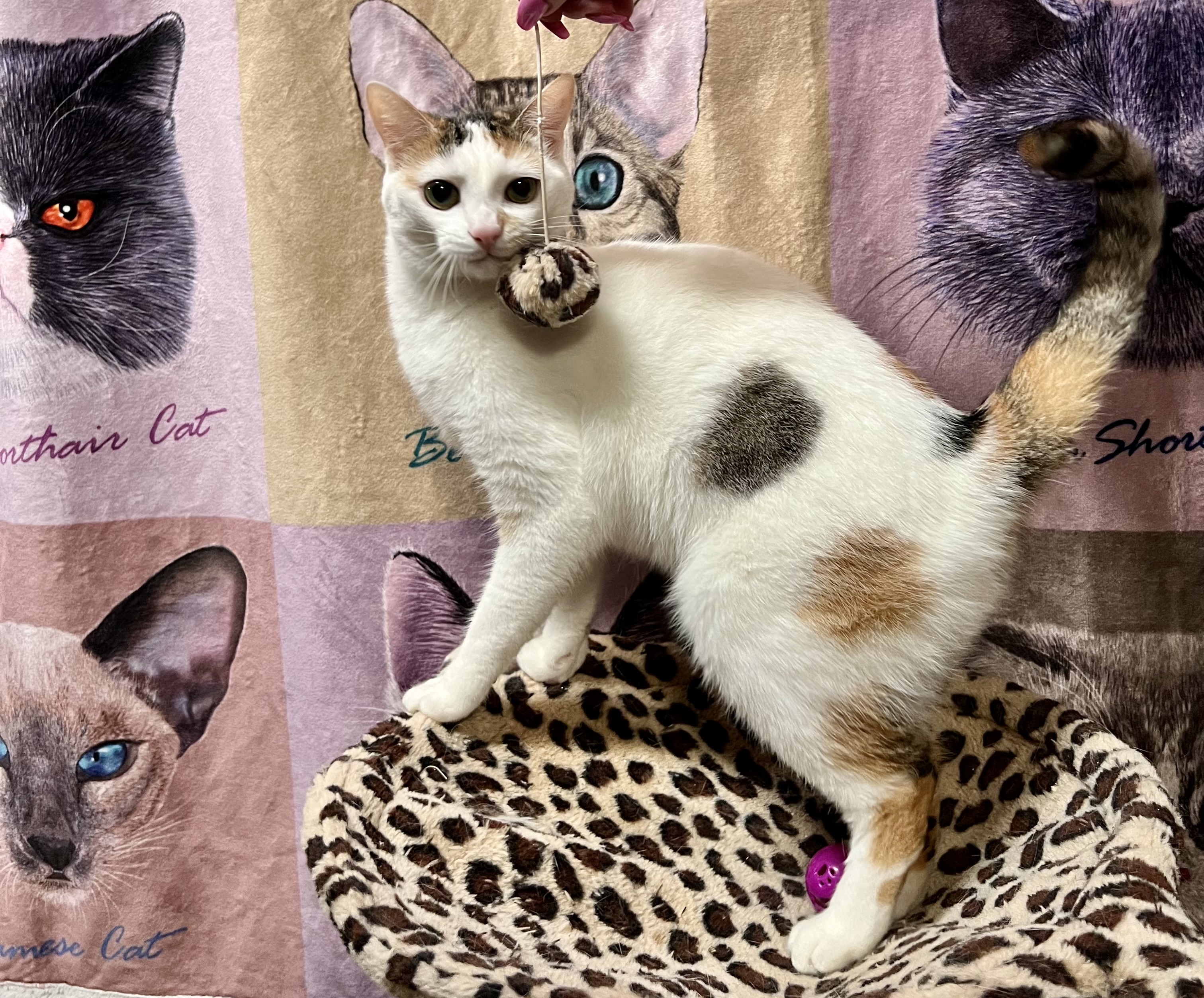 Enlarge Marshmallow, a Adoptable Calico in Pomona, CA image 1/3