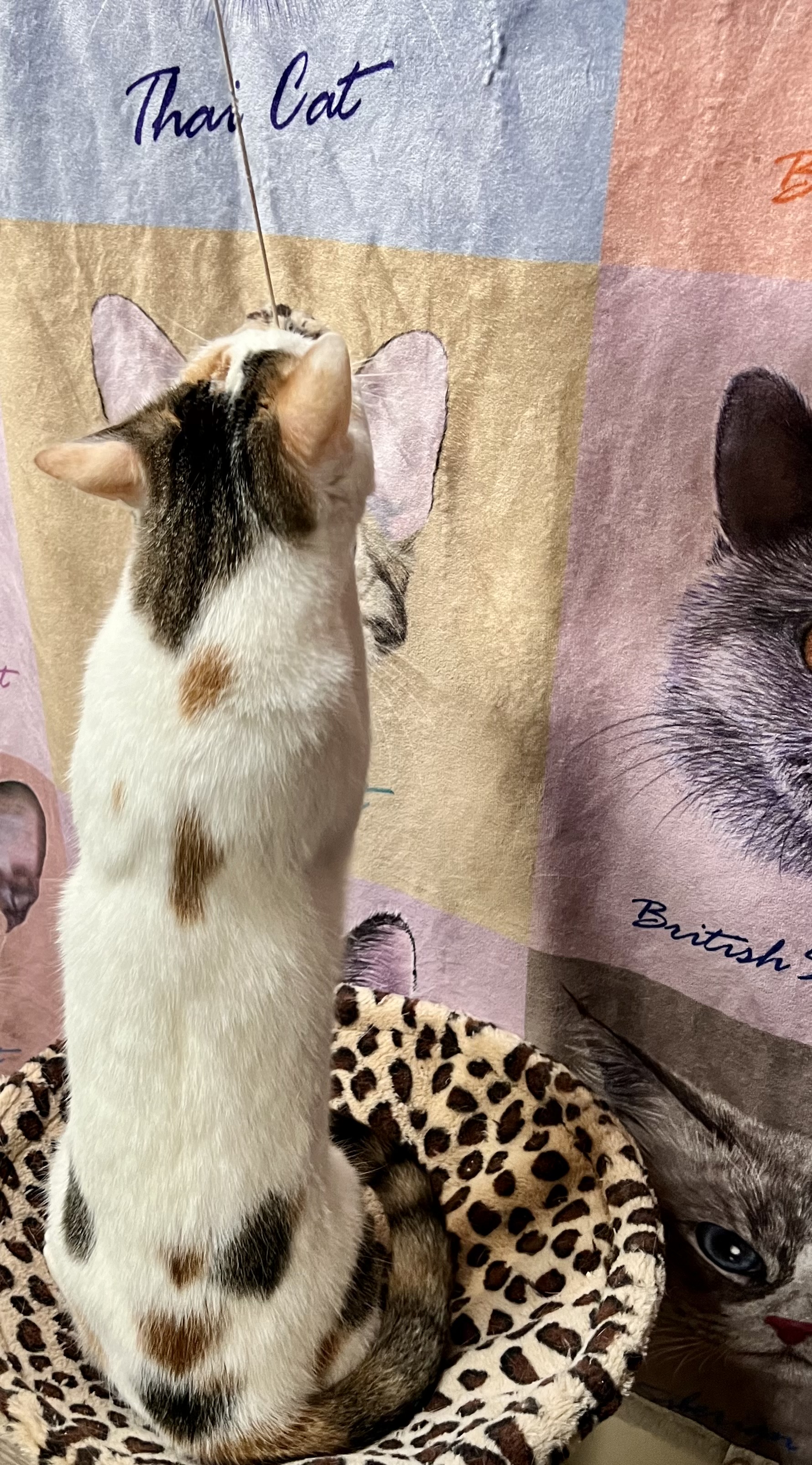 Enlarge Marshmallow, a Adoptable Calico in Pomona, CA image 2/3