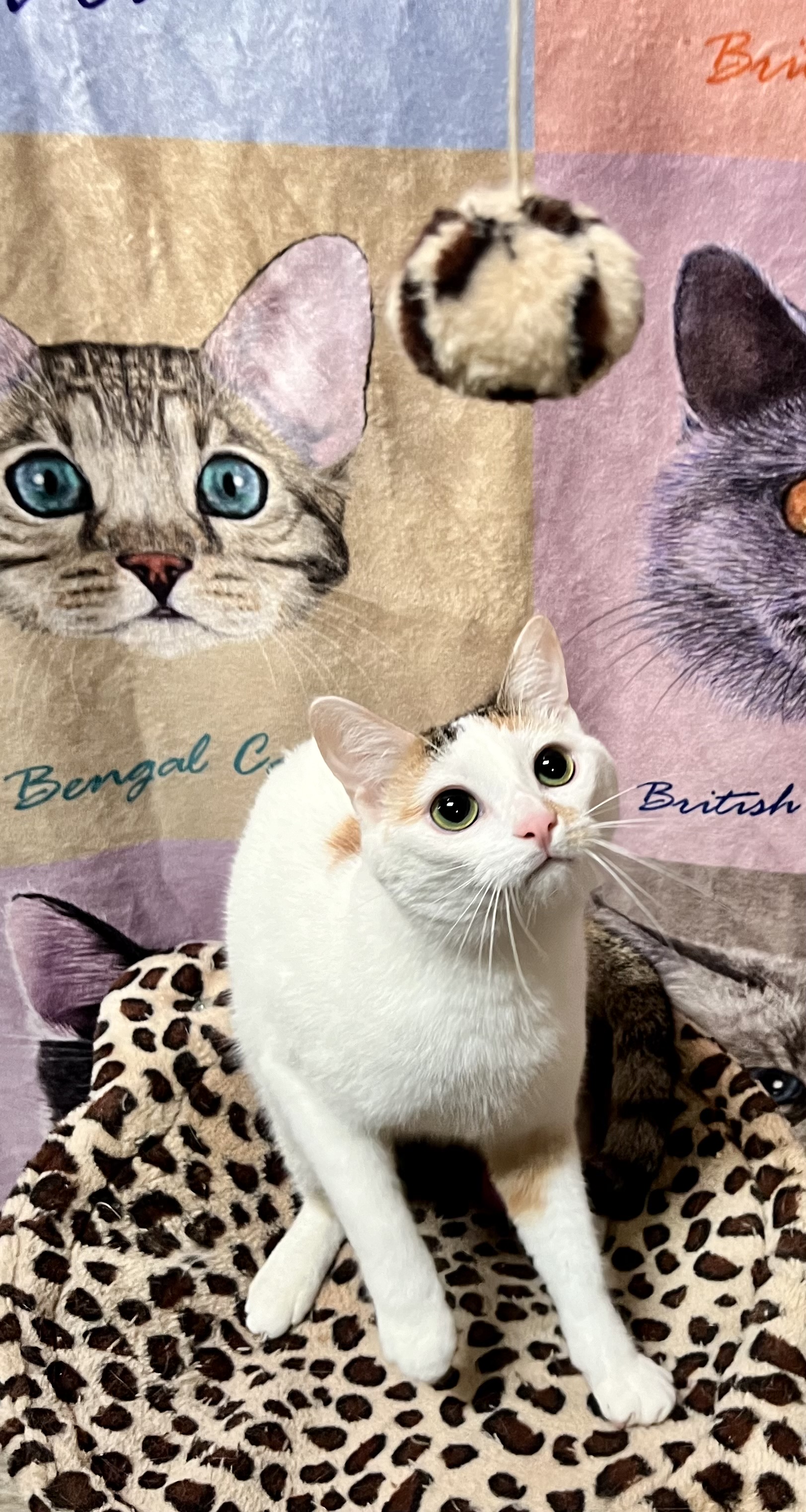 Enlarge Marshmallow, a Adoptable Calico in Pomona, CA image 3/3