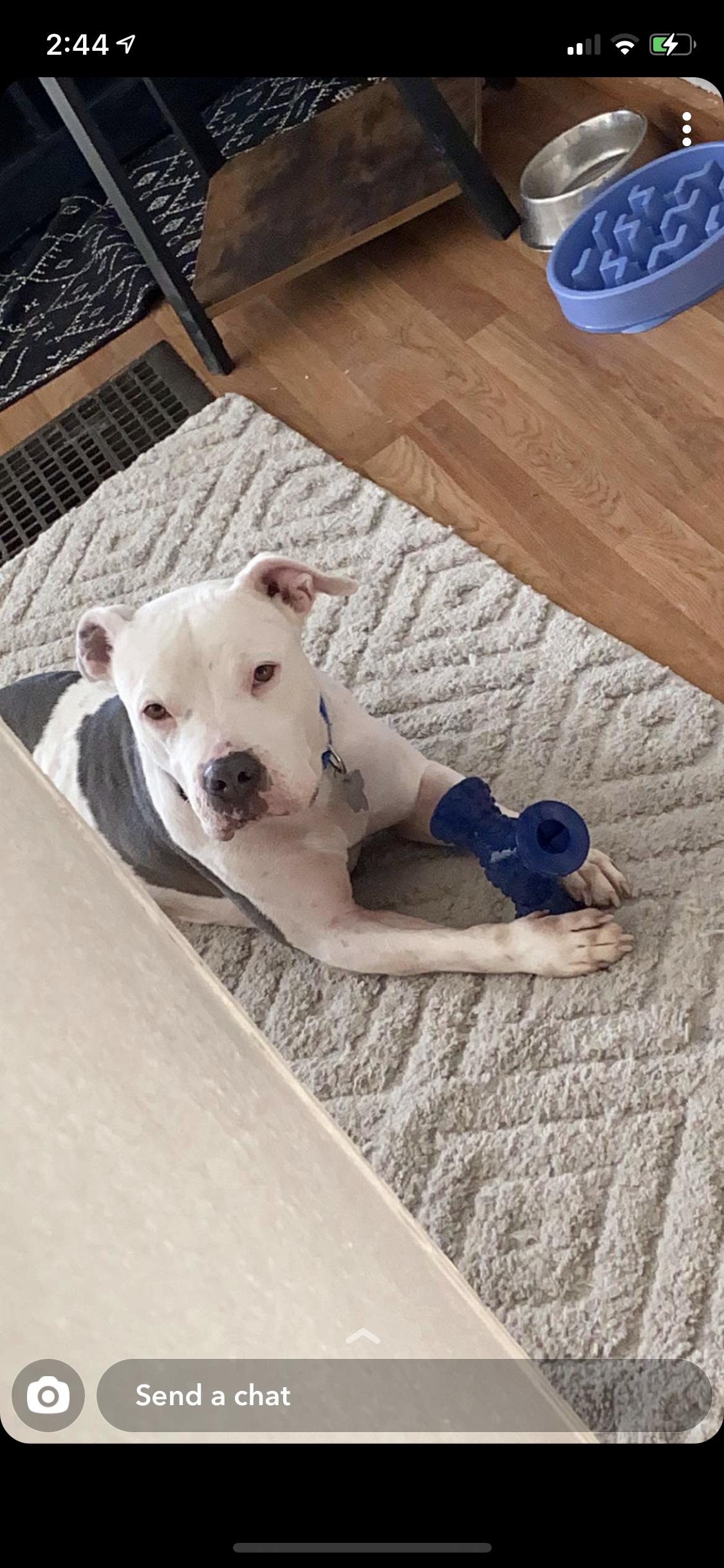 Buster, Adopted, Senior Male Pit Bull Terrier.