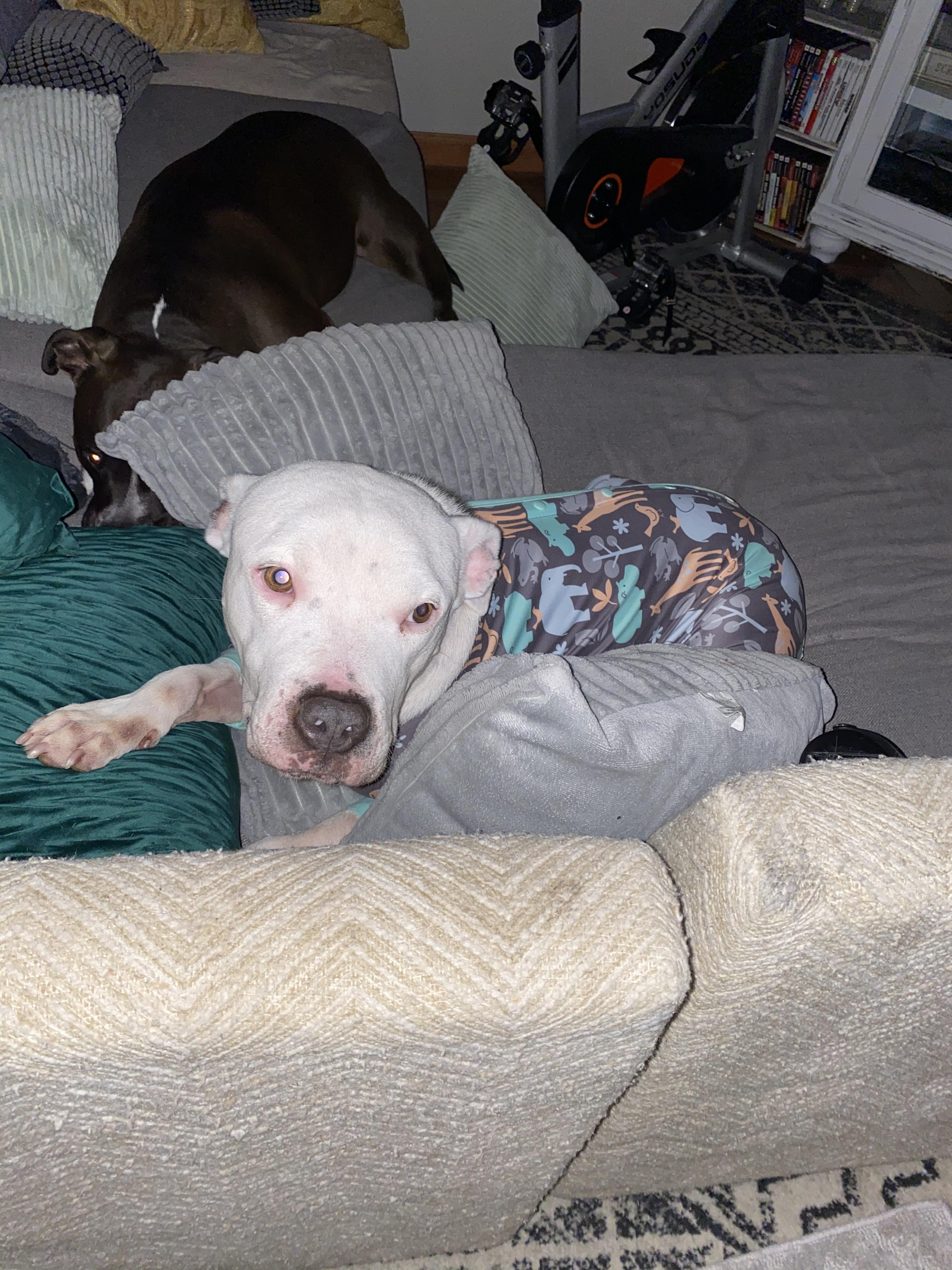 Enlarge Buster, a Adopted Pit Bull Terrier in Arlee, MT image 2/2