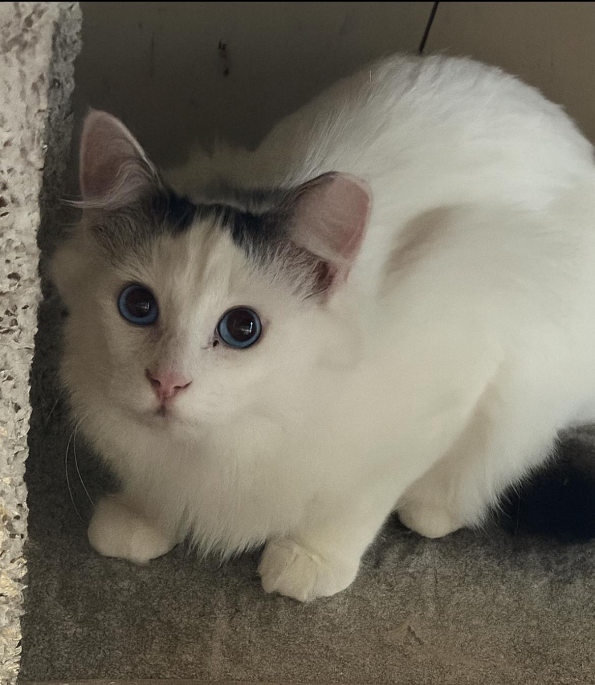 Mystical , ADOPTABLE, Young Male Domestic Medium Hair.