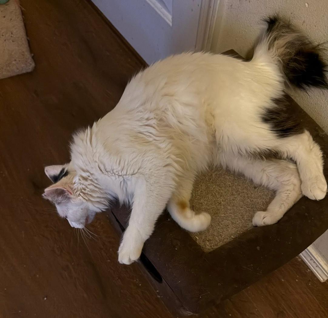 Enlarge Mystical , a ADOPTABLE mixed breed in Marysville, WA image 2/2