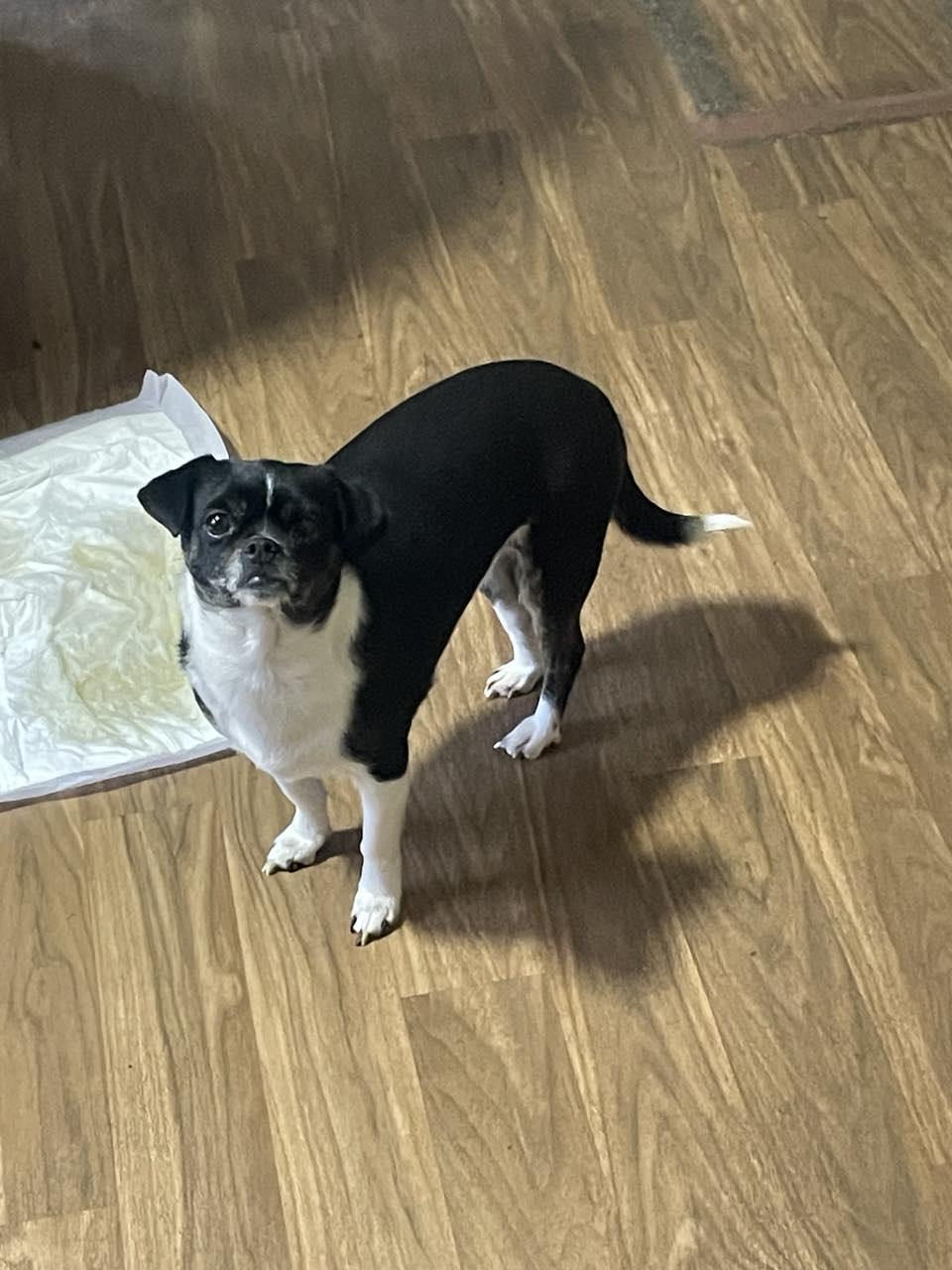 Lily & Daizy thumbnail 2