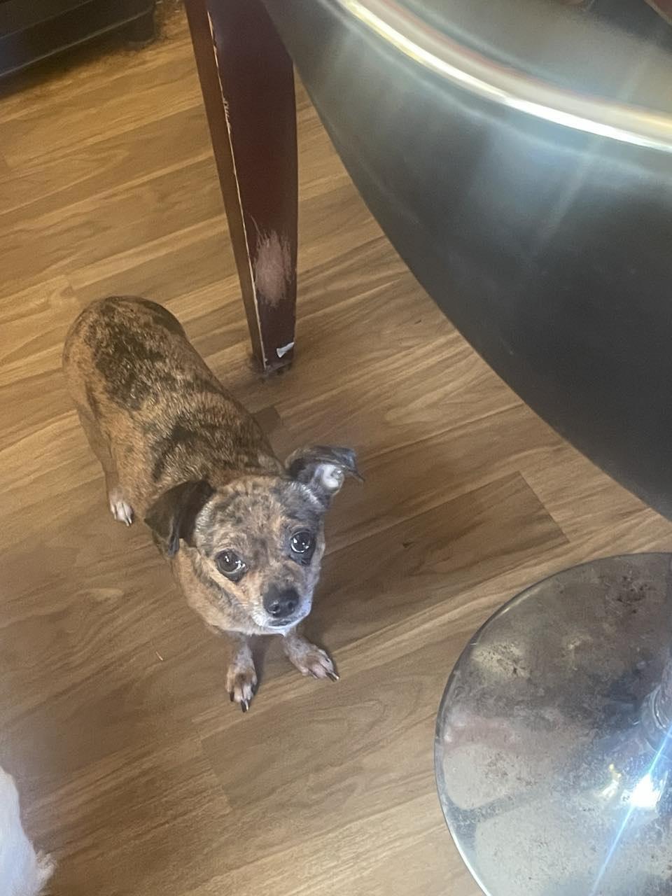 Lily & Daizy thumbnail 3