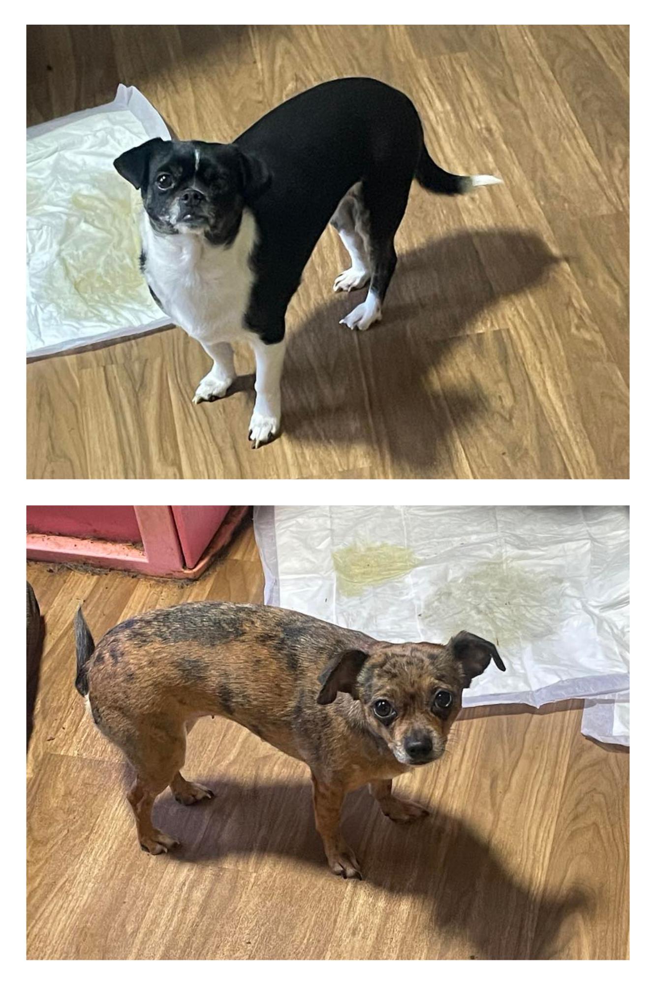 Lily & Daizy