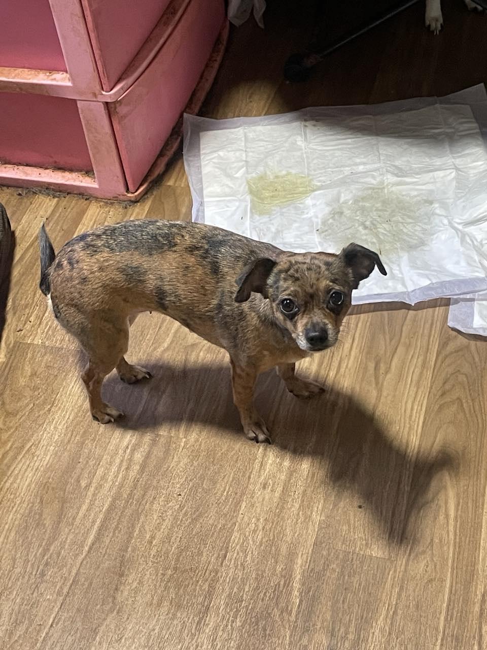 Lily & Daizy thumbnail 4