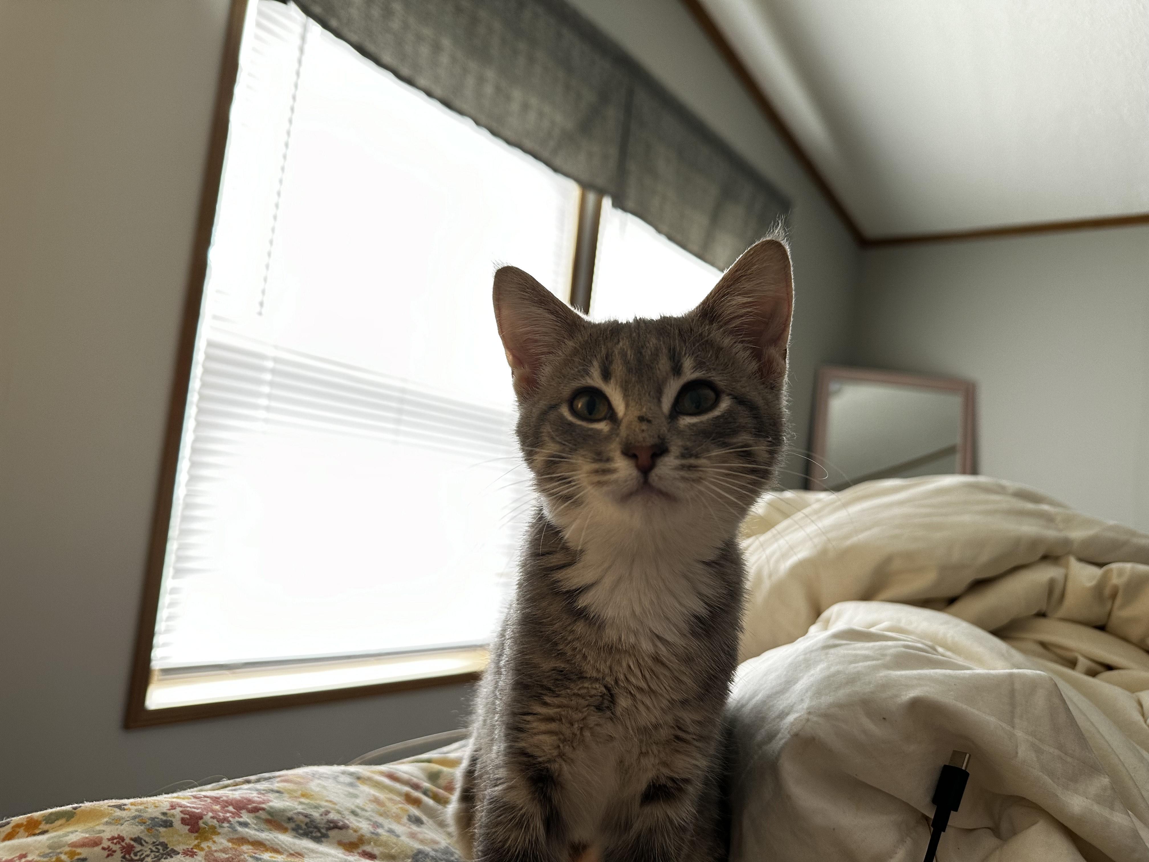 Enlarge Nancy, a Adoptable Domestic Short Hair in Onalaska, WI image 4/5