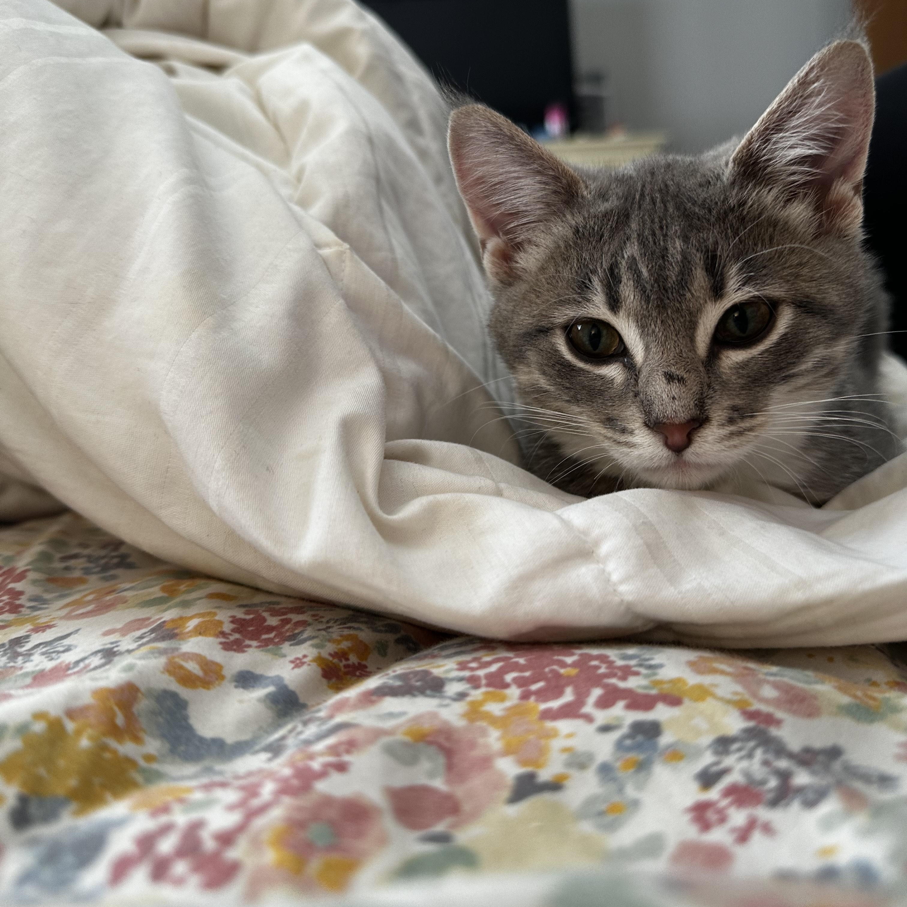 Enlarge Nancy, a Adoptable Domestic Short Hair in Onalaska, WI image 1/5