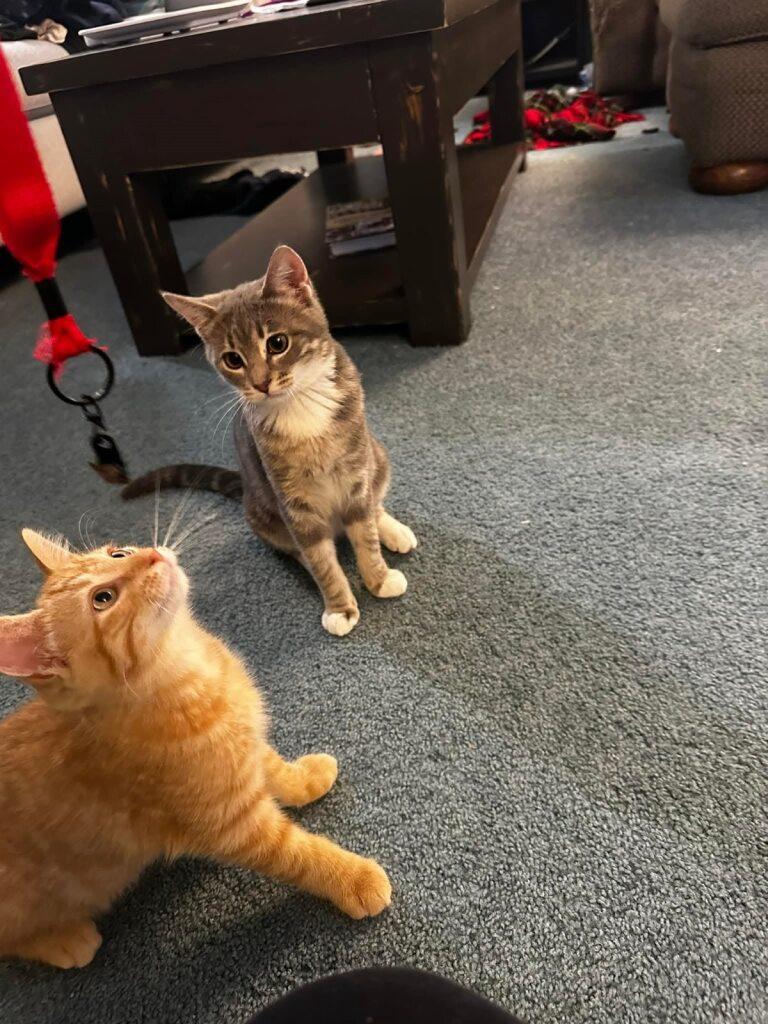 Enlarge Nancy, a Adoptable Domestic Short Hair in Onalaska, WI image 5/5