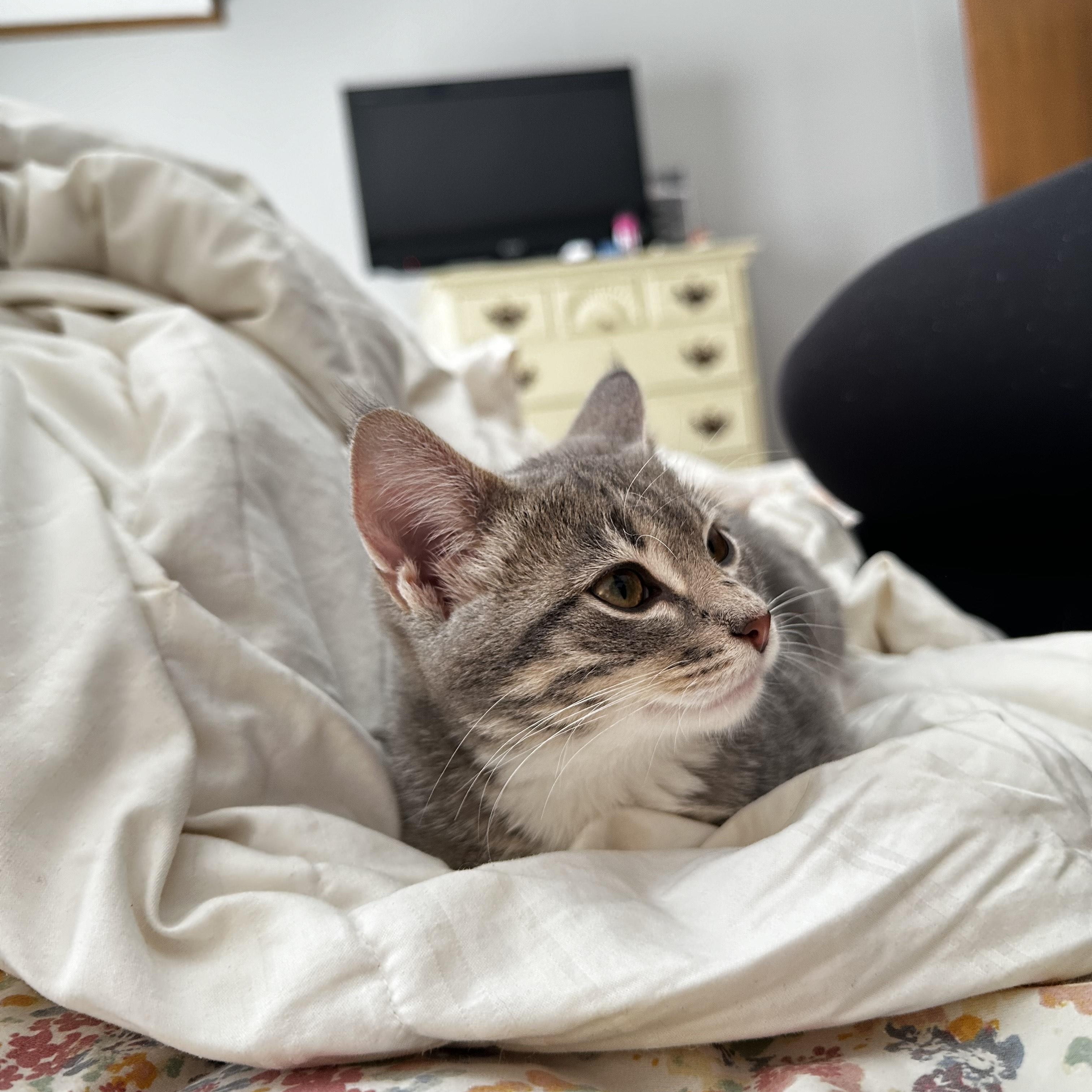 Enlarge Nancy, a Adoptable Domestic Short Hair in Onalaska, WI image 2/5