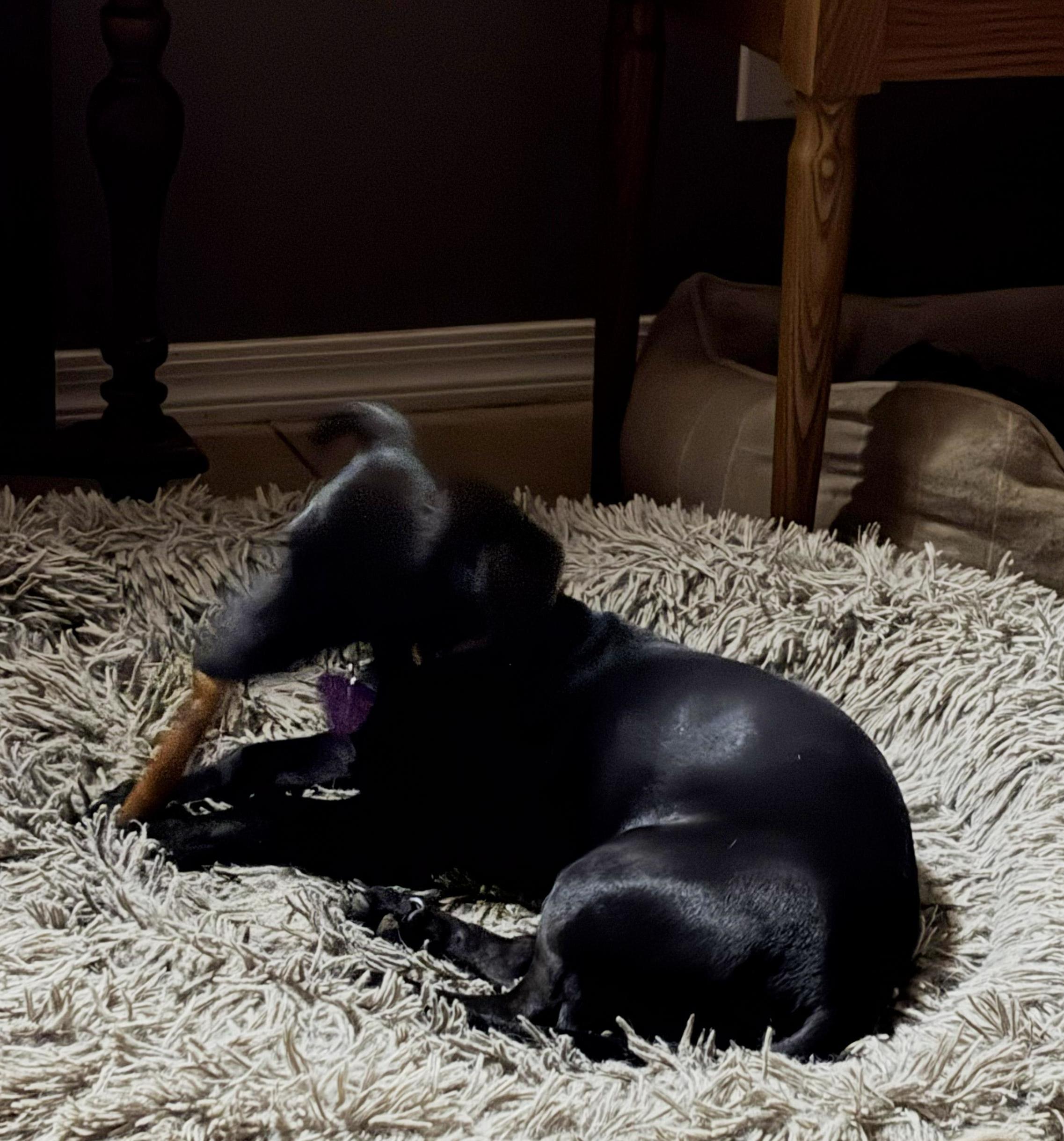 Clyde, adopted, Young Male Dachshund.