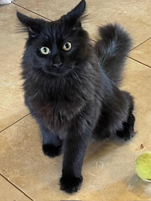 Enlarge Ozzy, a Adoptable Domestic Medium Hair in Deerfield Beach, FL image 2/5