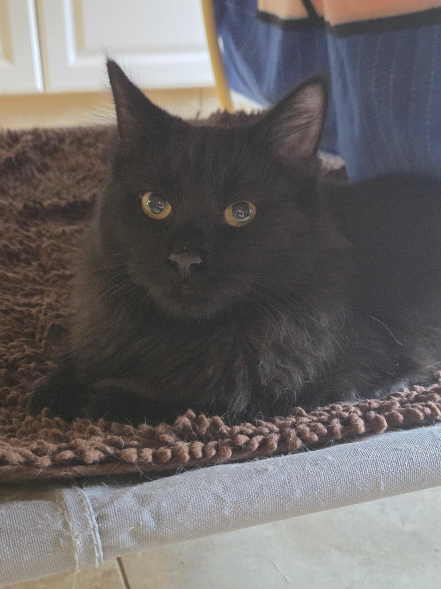 Enlarge Ozzy, a Adoptable Domestic Medium Hair in Deerfield Beach, FL image 3/5