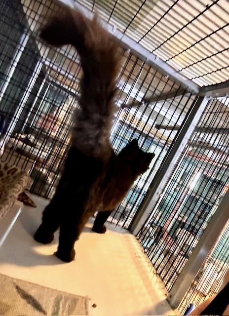 Enlarge Ozzy, a Adoptable Domestic Medium Hair in Deerfield Beach, FL image 4/5