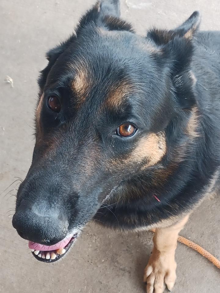 Enlarge Rocky ( Mr Affection ) , a Adoptable German Shepherd Dog in white marsh, MD image 2/6