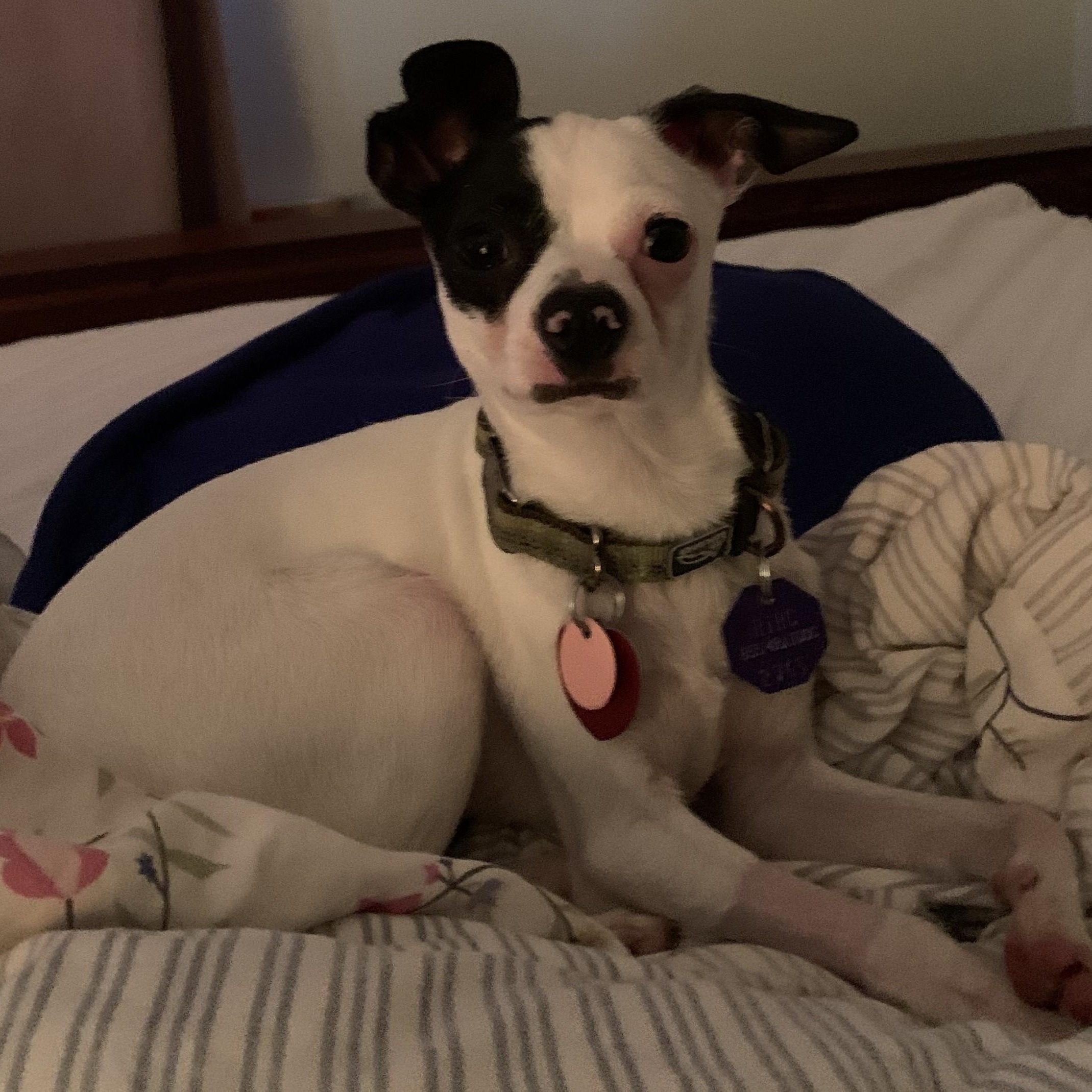 Enlarge Sonny, a Adoptable mixed breed in Gravenhurst, ON image 2/6