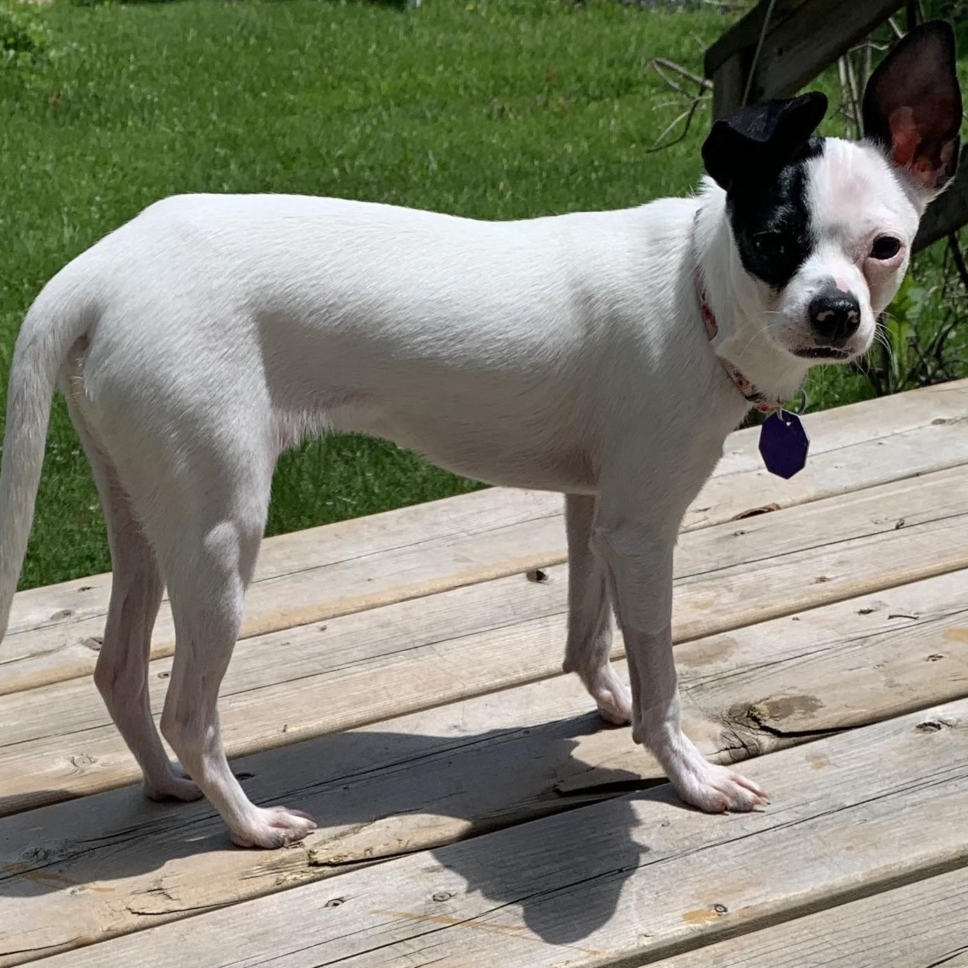 Enlarge Sonny, a Adoptable mixed breed in Gravenhurst, ON image 1/6
