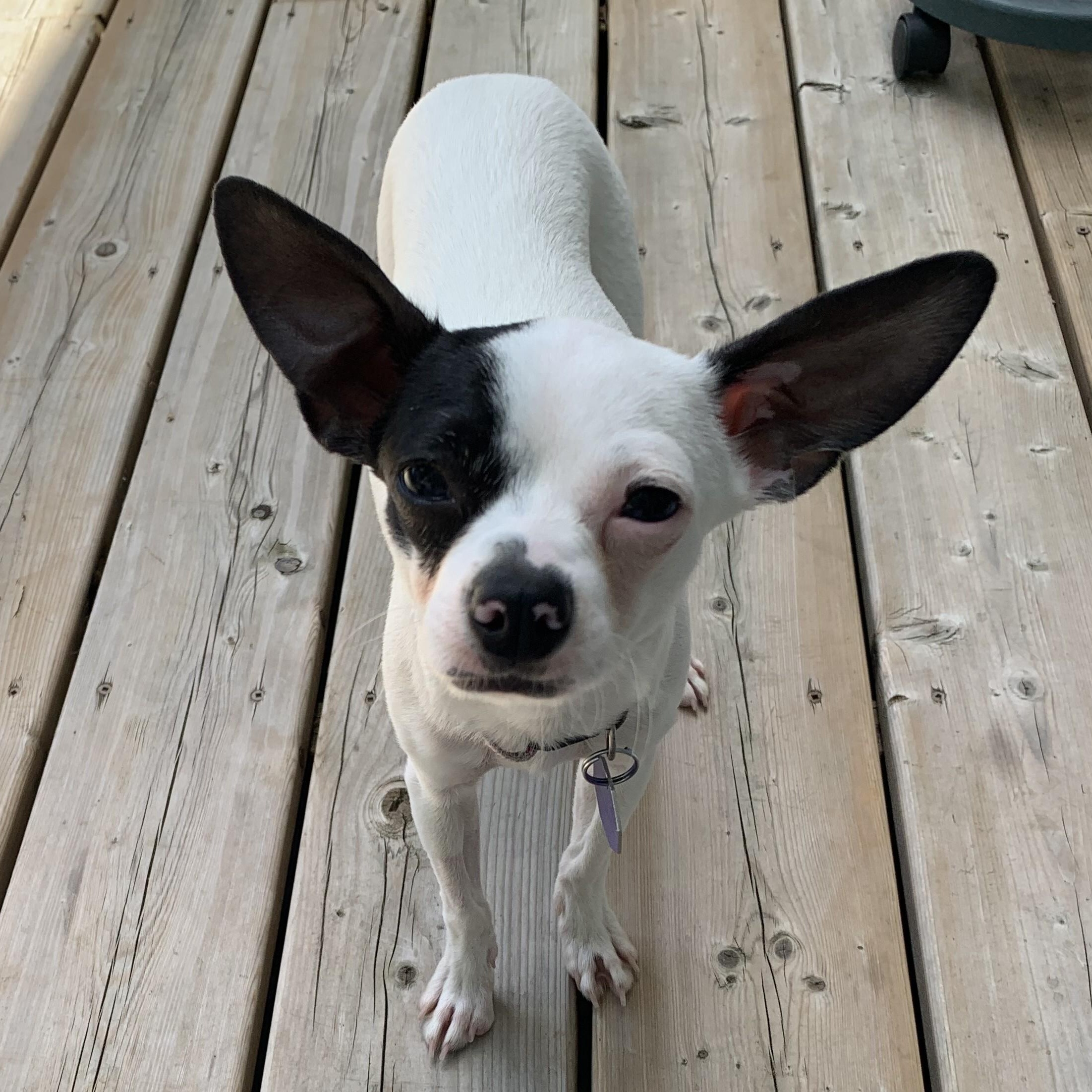 Enlarge Sonny, a Adoptable mixed breed in Gravenhurst, ON image 4/6