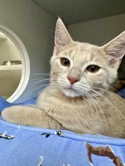 Portobello, a Adoptable mixed breed in Traverse City, MI image 1/3