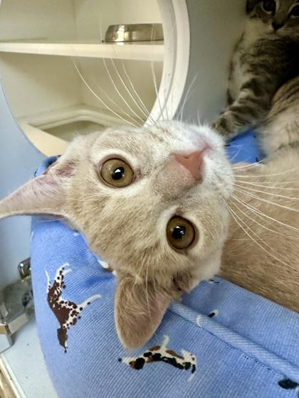 Portobello, a Adoptable mixed breed in Traverse City, MI image 2/3