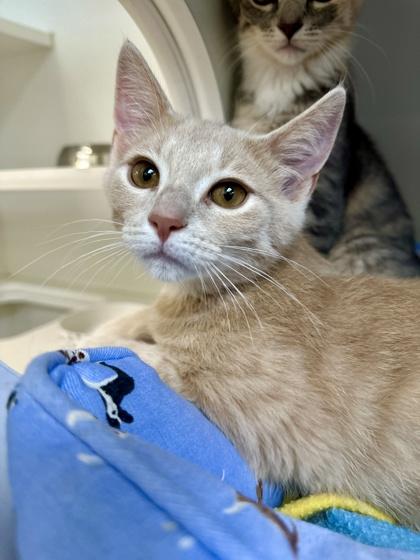 Portobello, a Adoptable mixed breed in Traverse City, MI image 3/3