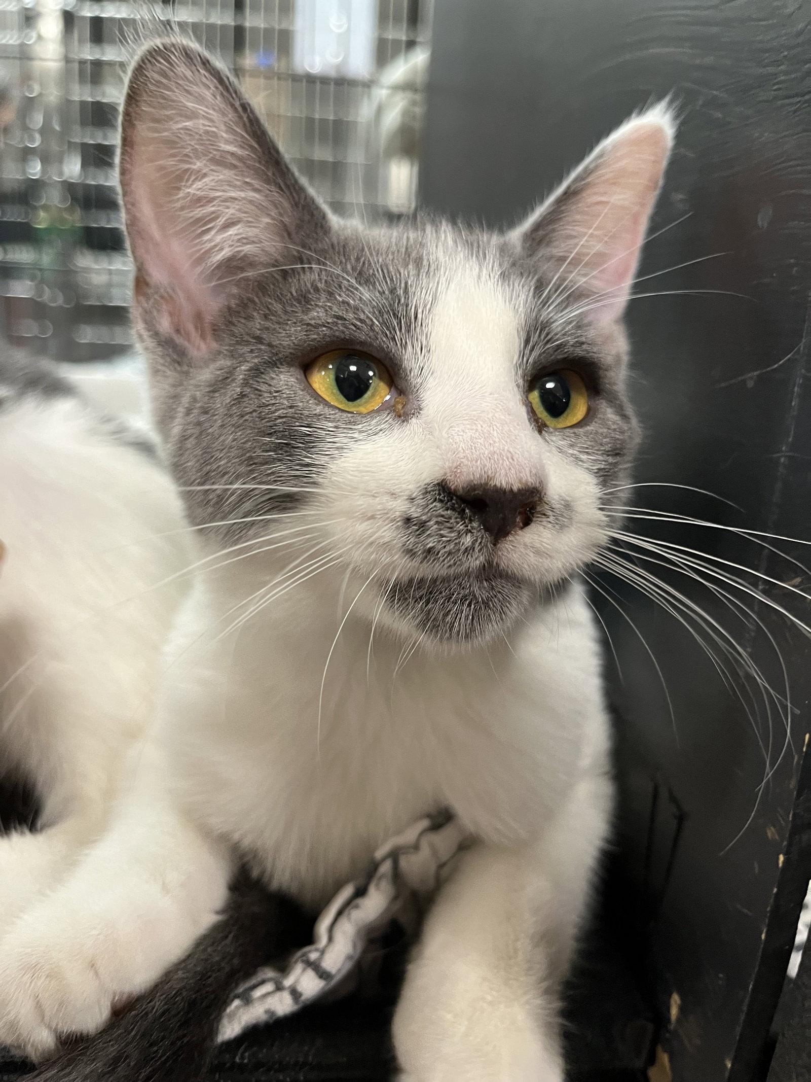 Petals Gray (and Sparrow Gray), Adoptable, Kitten Female Domestic Short Hair.