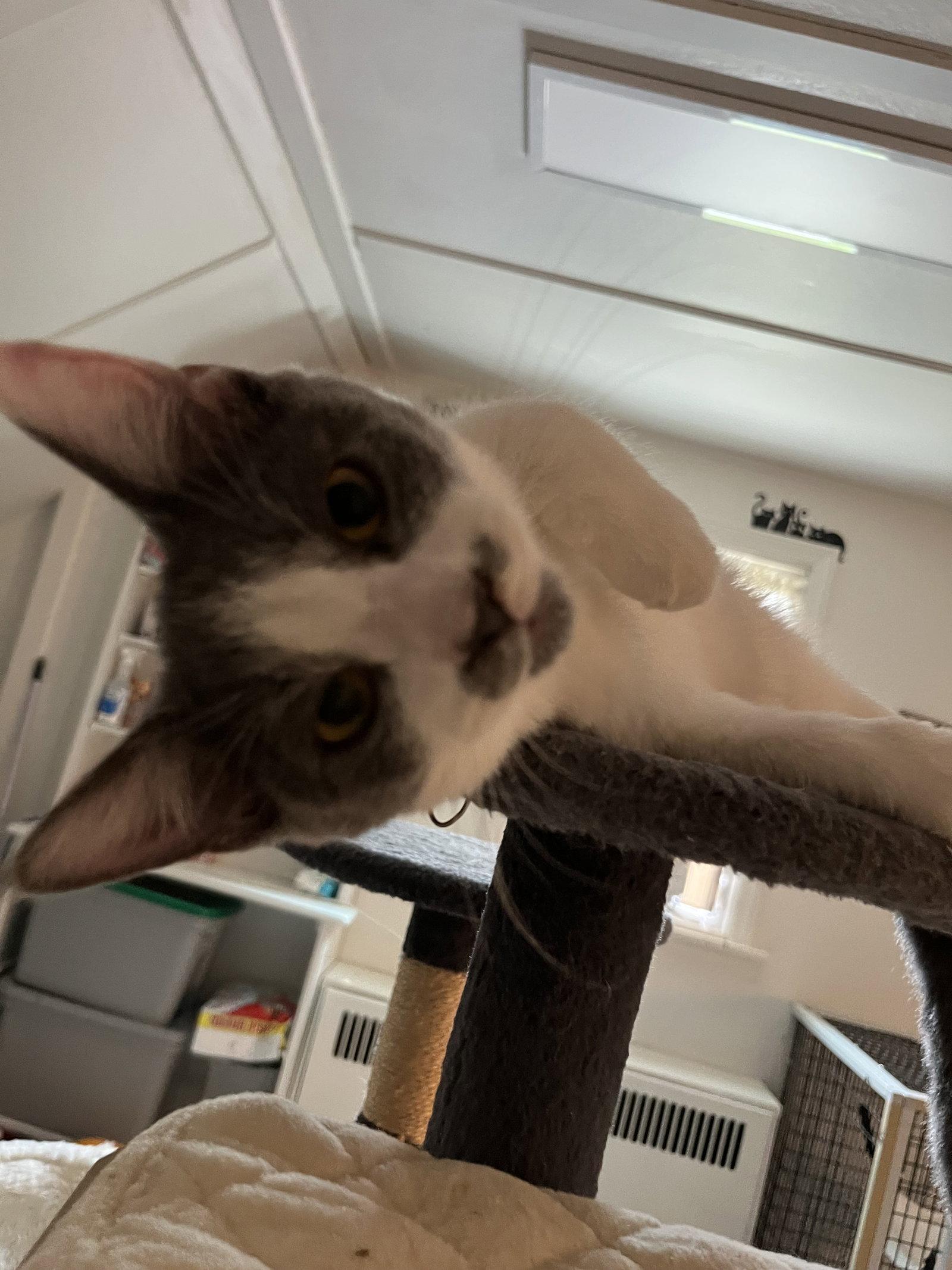 Enlarge Petals Gray (and Sparrow Gray), a Adoptable Domestic Short Hair in Trenton, NJ image 2/3