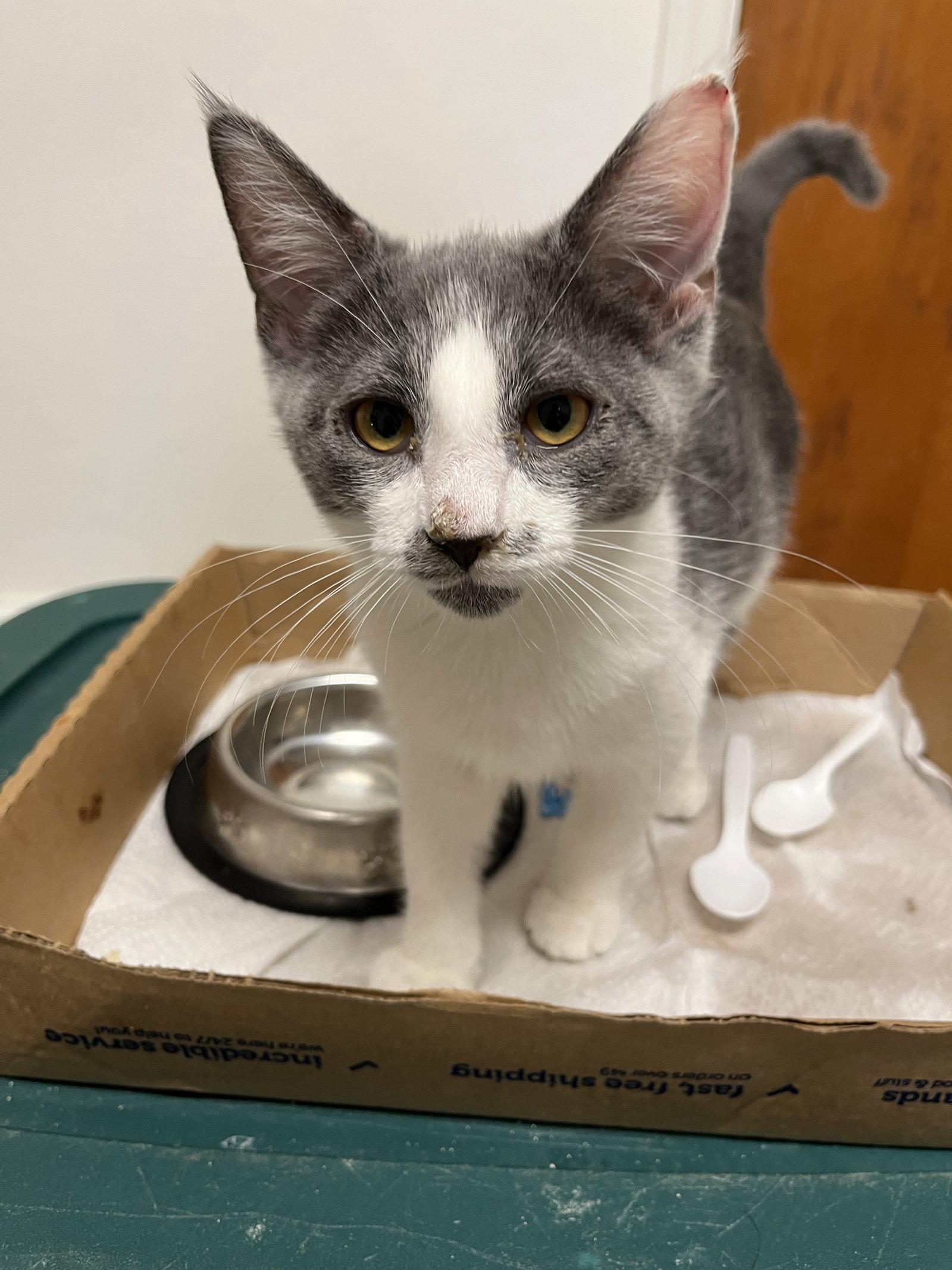 Enlarge Petals Gray (and Sparrow Gray), a Adoptable Domestic Short Hair in Trenton, NJ image 3/3