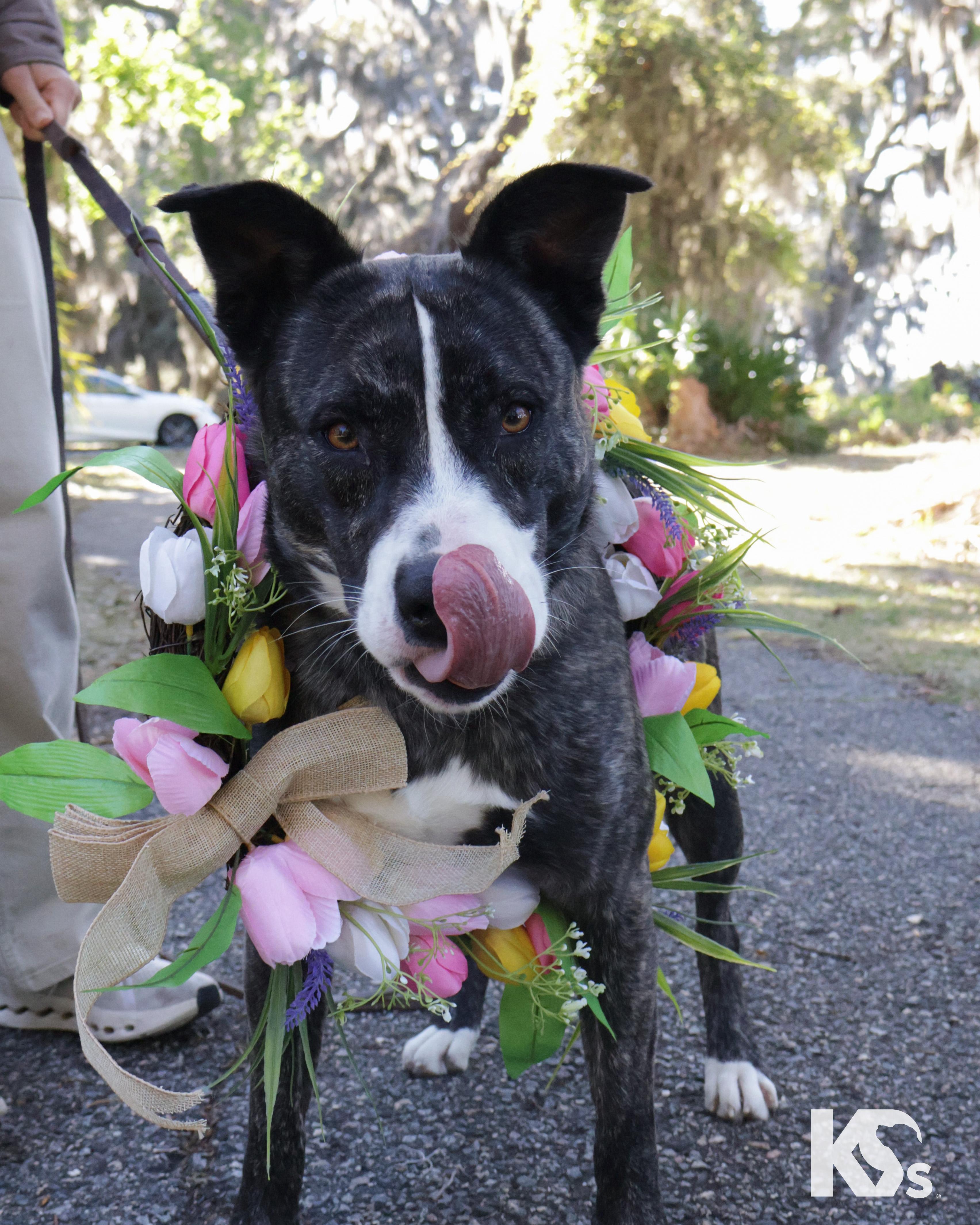 Enlarge Denali, a ADOPTABLE mixed breed in Ponte Vedra, FL image 6/6