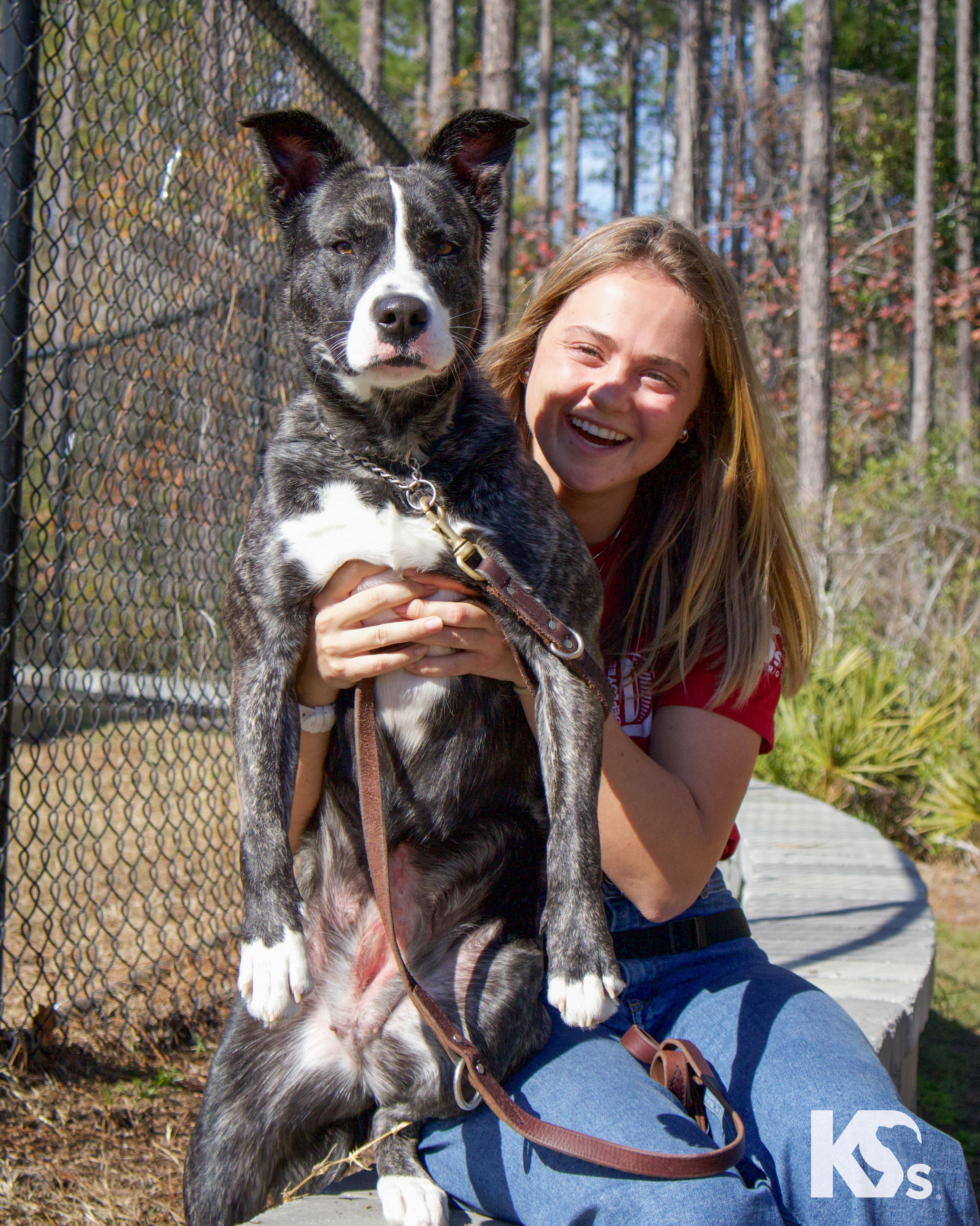 Enlarge Denali, a ADOPTABLE mixed breed in Ponte Vedra, FL image 5/6