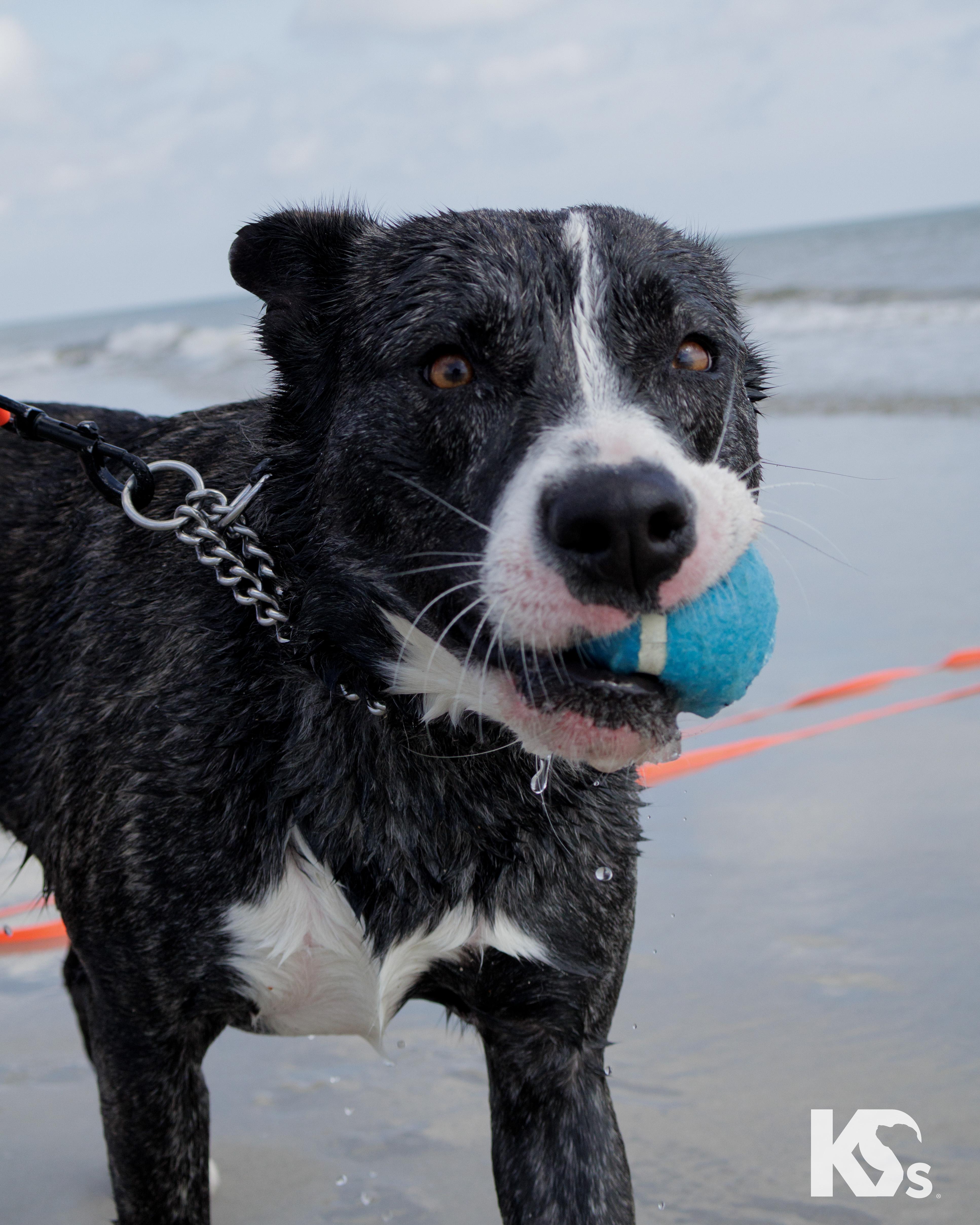 Enlarge Denali, a ADOPTABLE mixed breed in Ponte Vedra, FL image 6/6