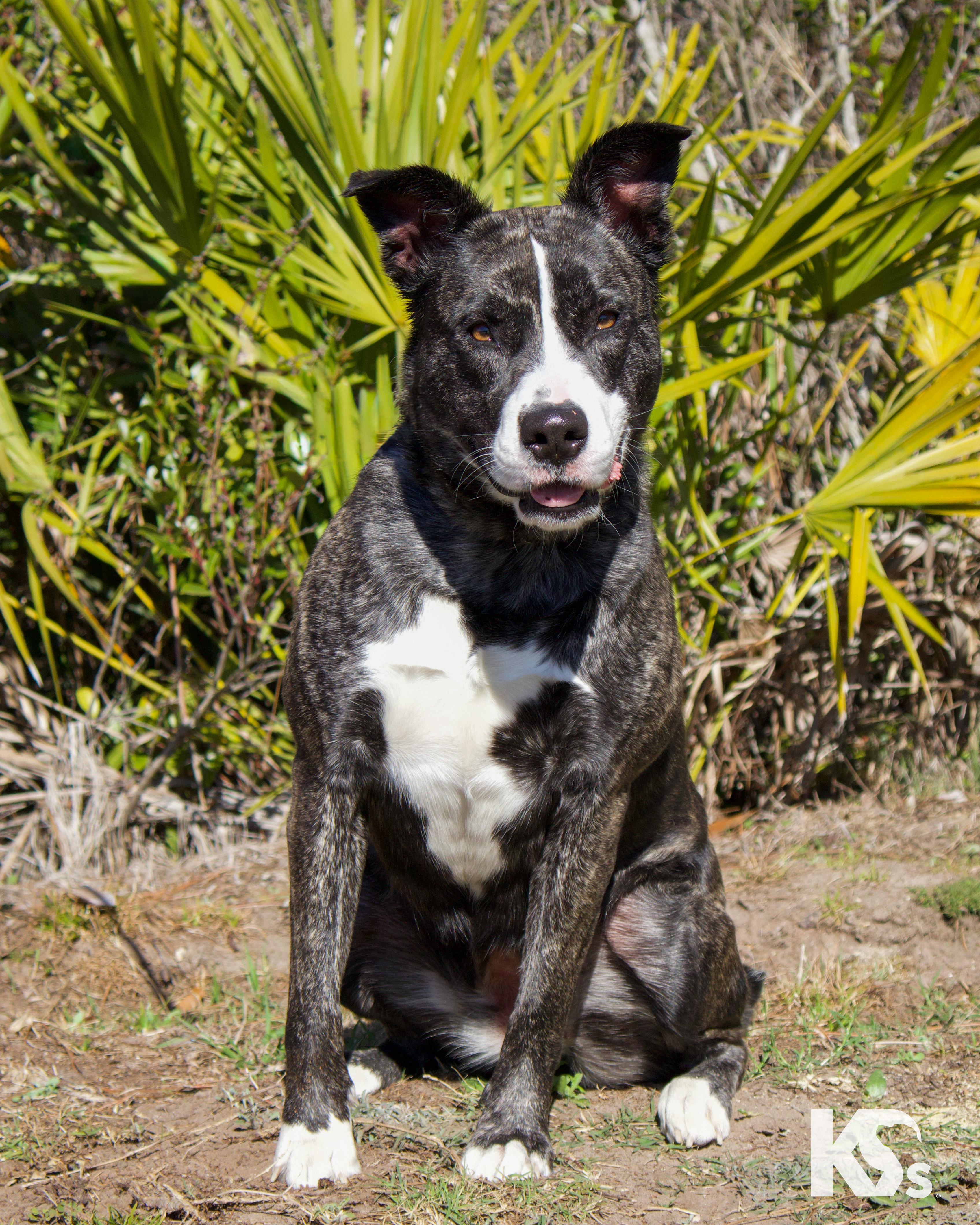 Denali, ADOPTABLE, Young Female Australian Cattle Dog / Blue Heeler & Husky.