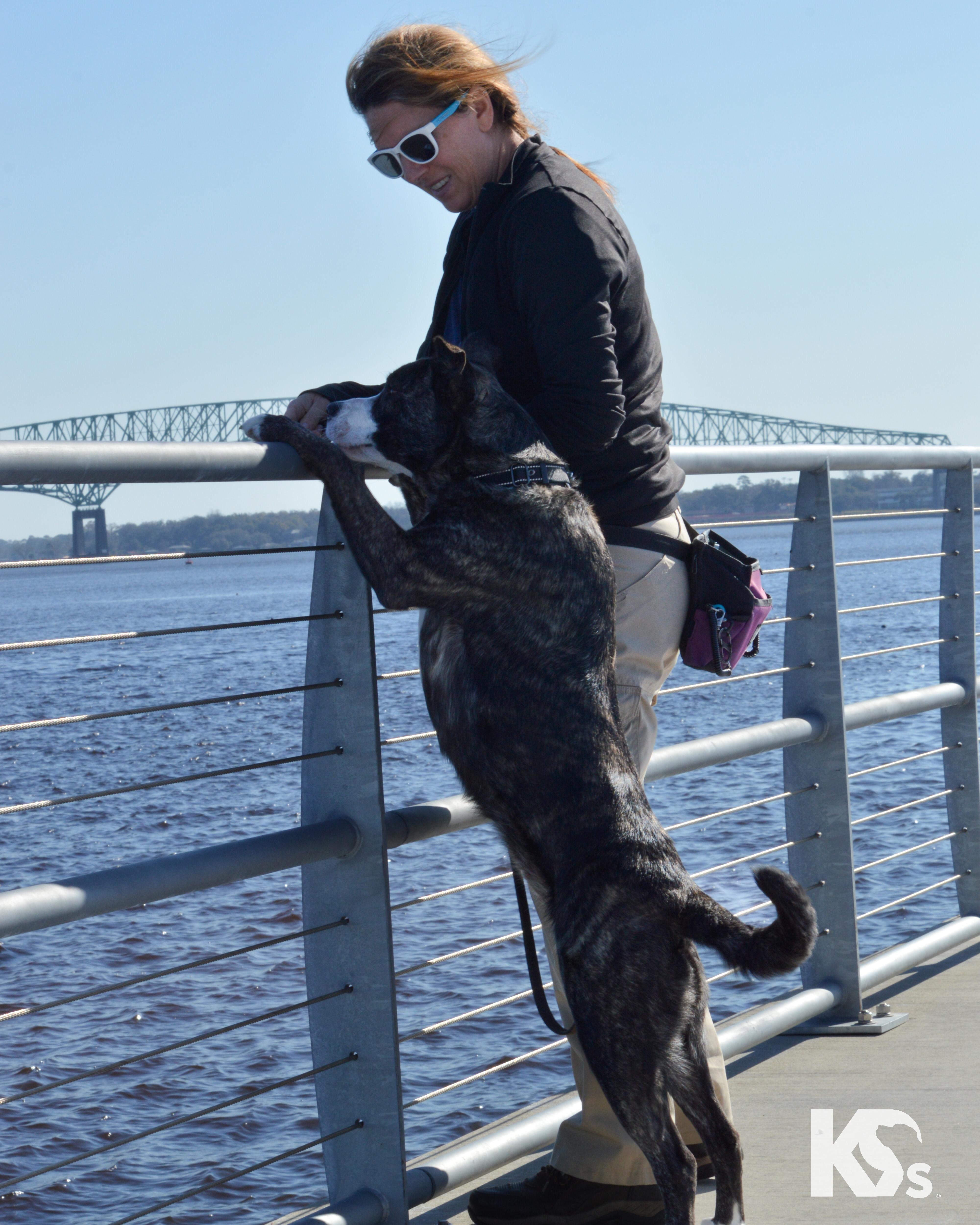 Enlarge Denali, a ADOPTABLE mixed breed in Ponte Vedra, FL image 4/6